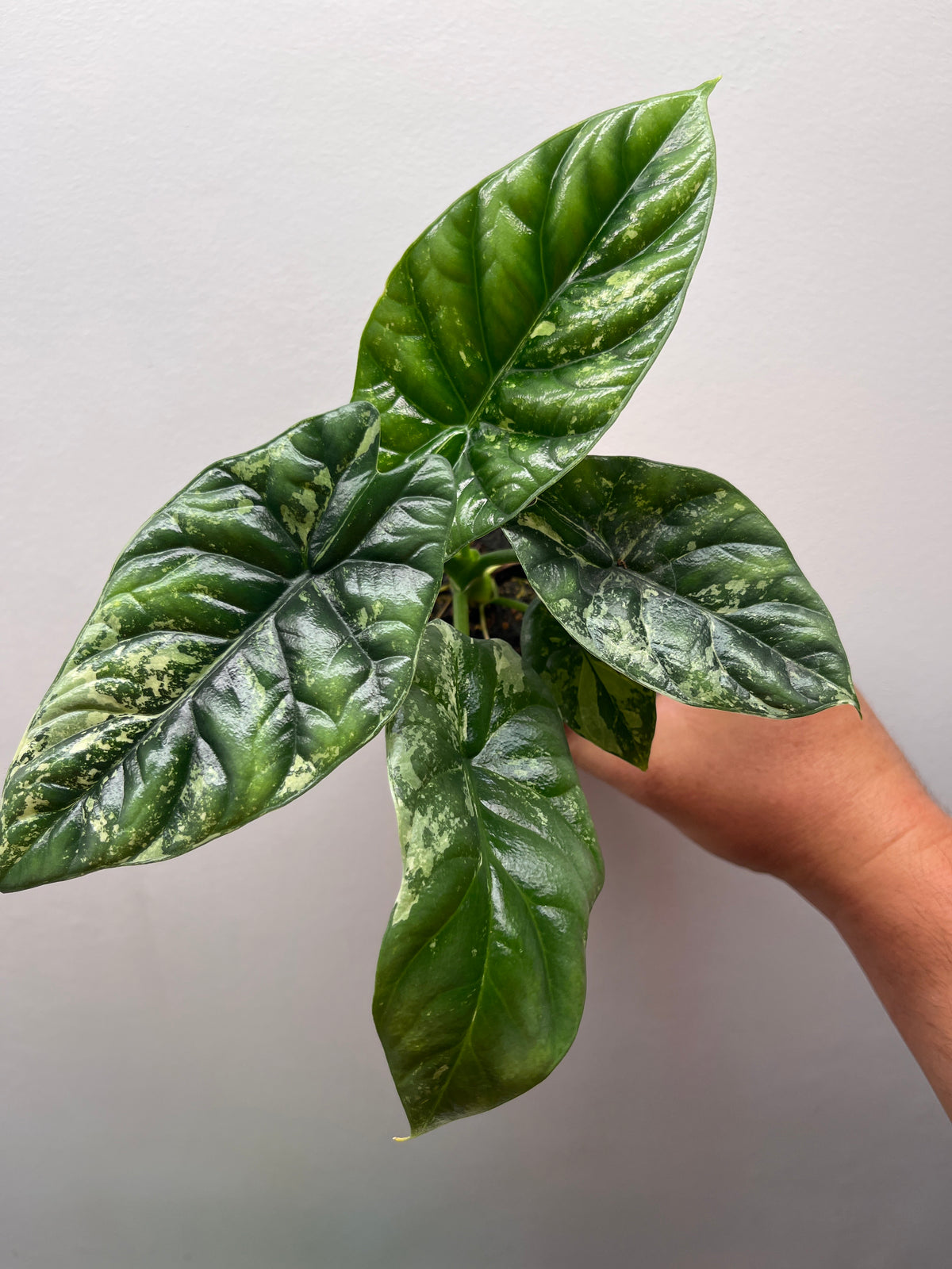Alocasia Sinuata Albo Variegated - Rare Variegated Aroid #1