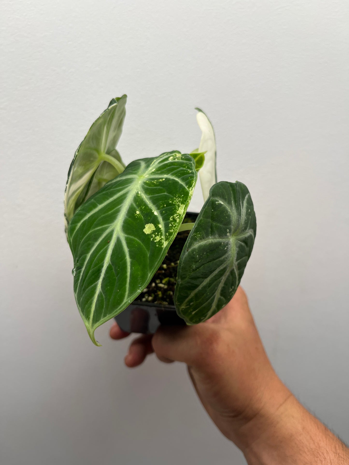 Alocasia Ninja Albo variegated #1