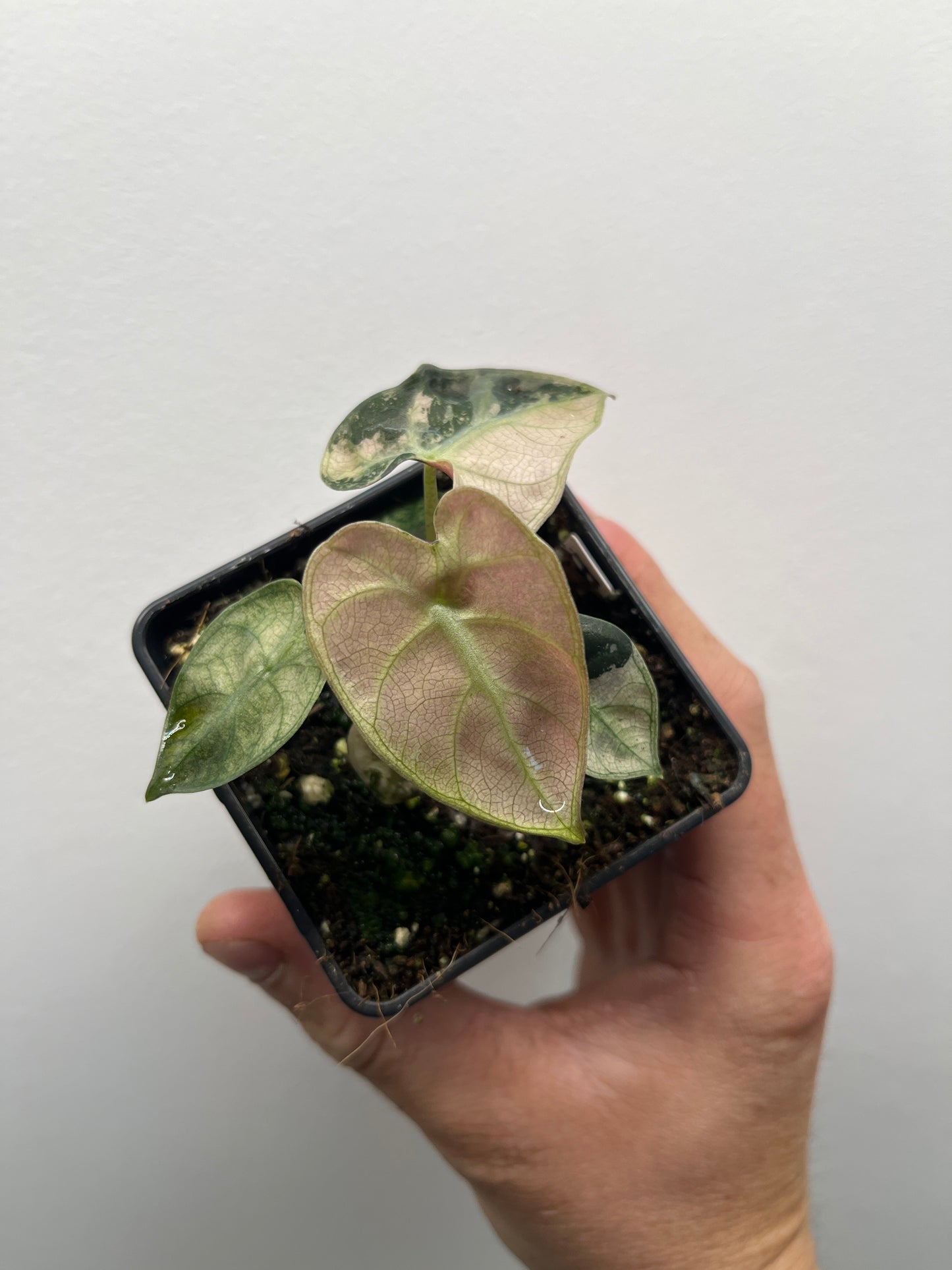 Alocasia Balloon heart pink variegated #2
