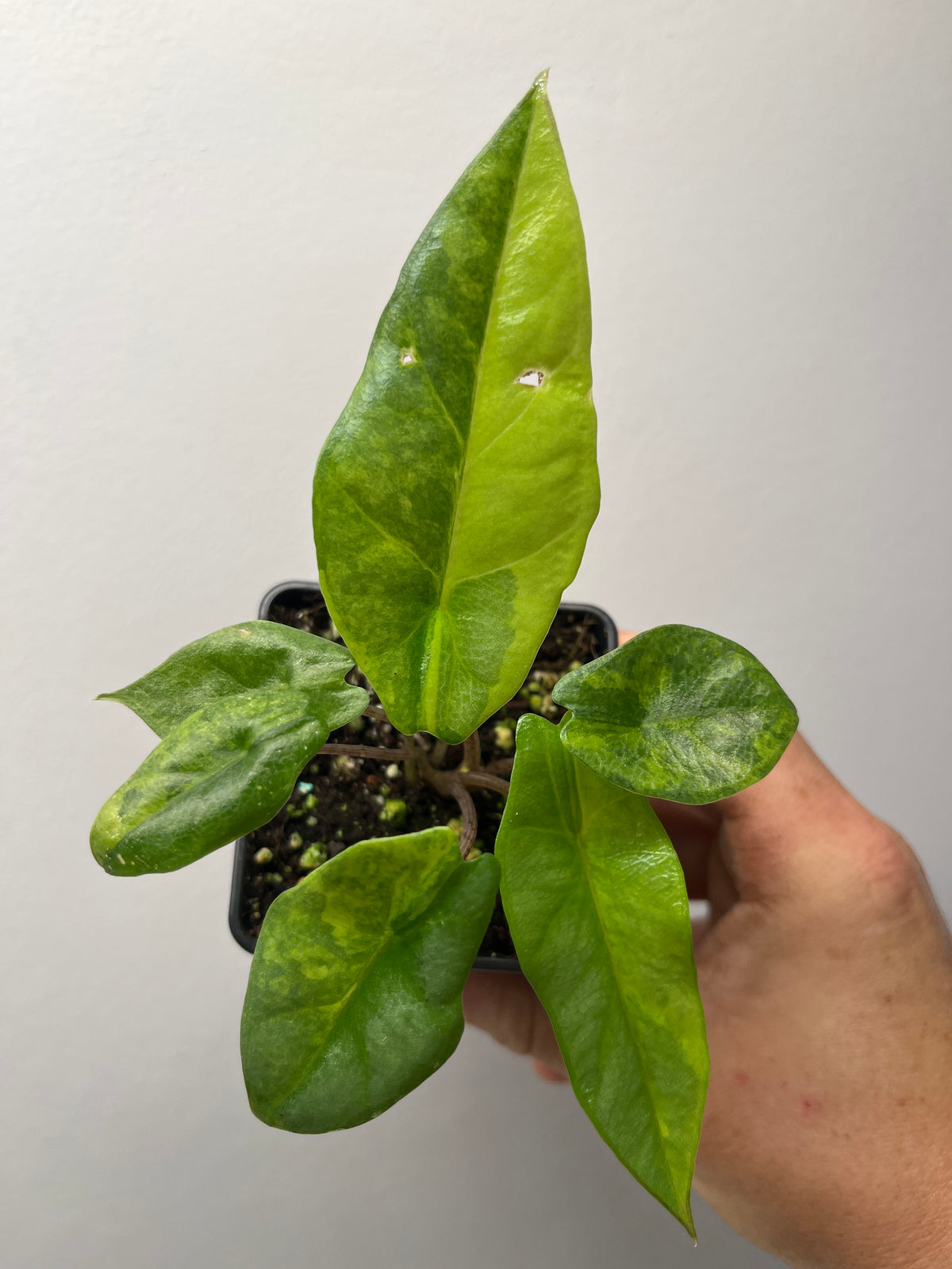 Alocasia Heterophylla 'Metallic Blue' Aurea Variegated