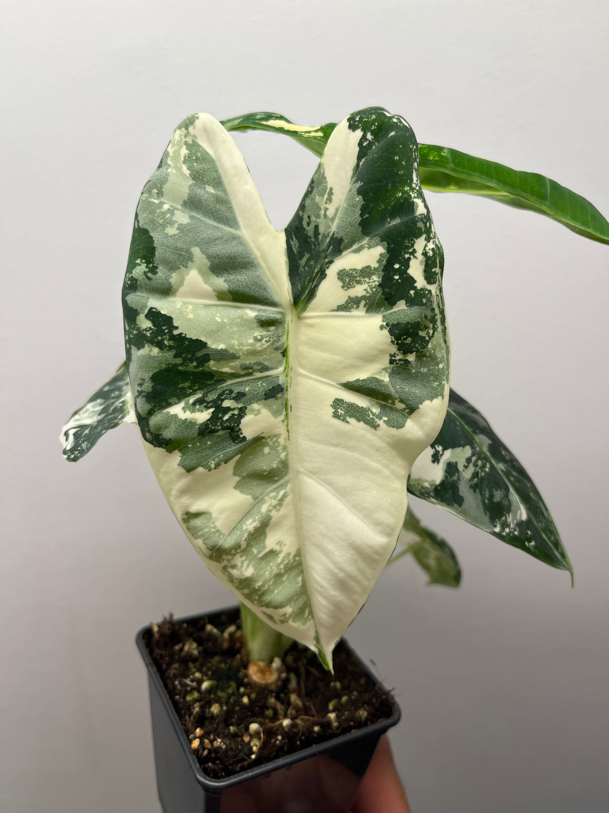 Alocasia Frydek - Rare Velvet Leaf Houseplant