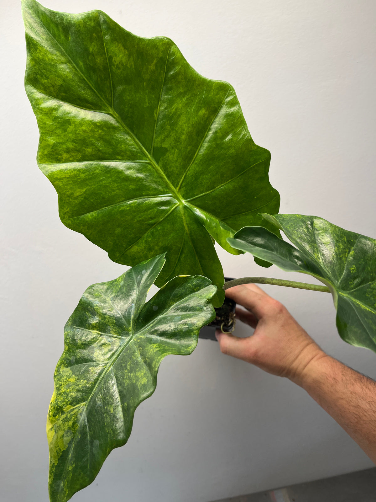 Alocasia Portora Aurea Variegated - Rare Aroid