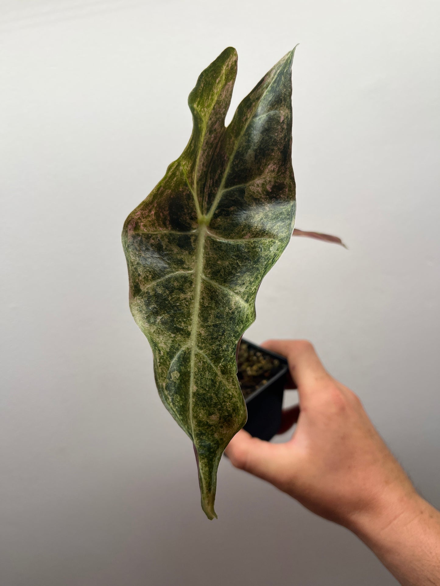 Alocasia Black Satun stardust variegated #2