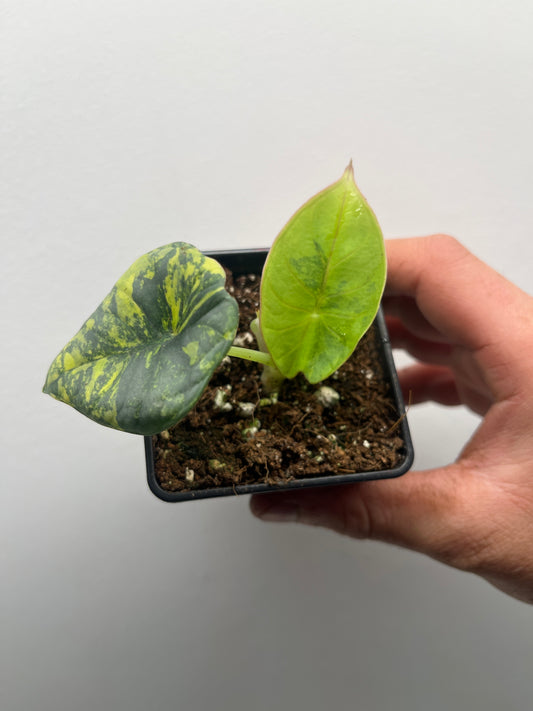 Alocasia Nebula aurea variegated #3