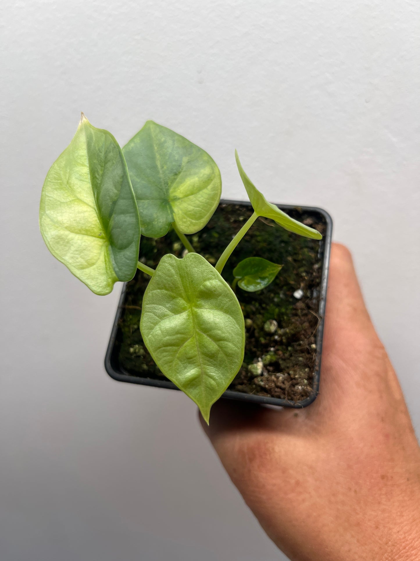 Alocasia Silver dragon aurea gog variegated #1