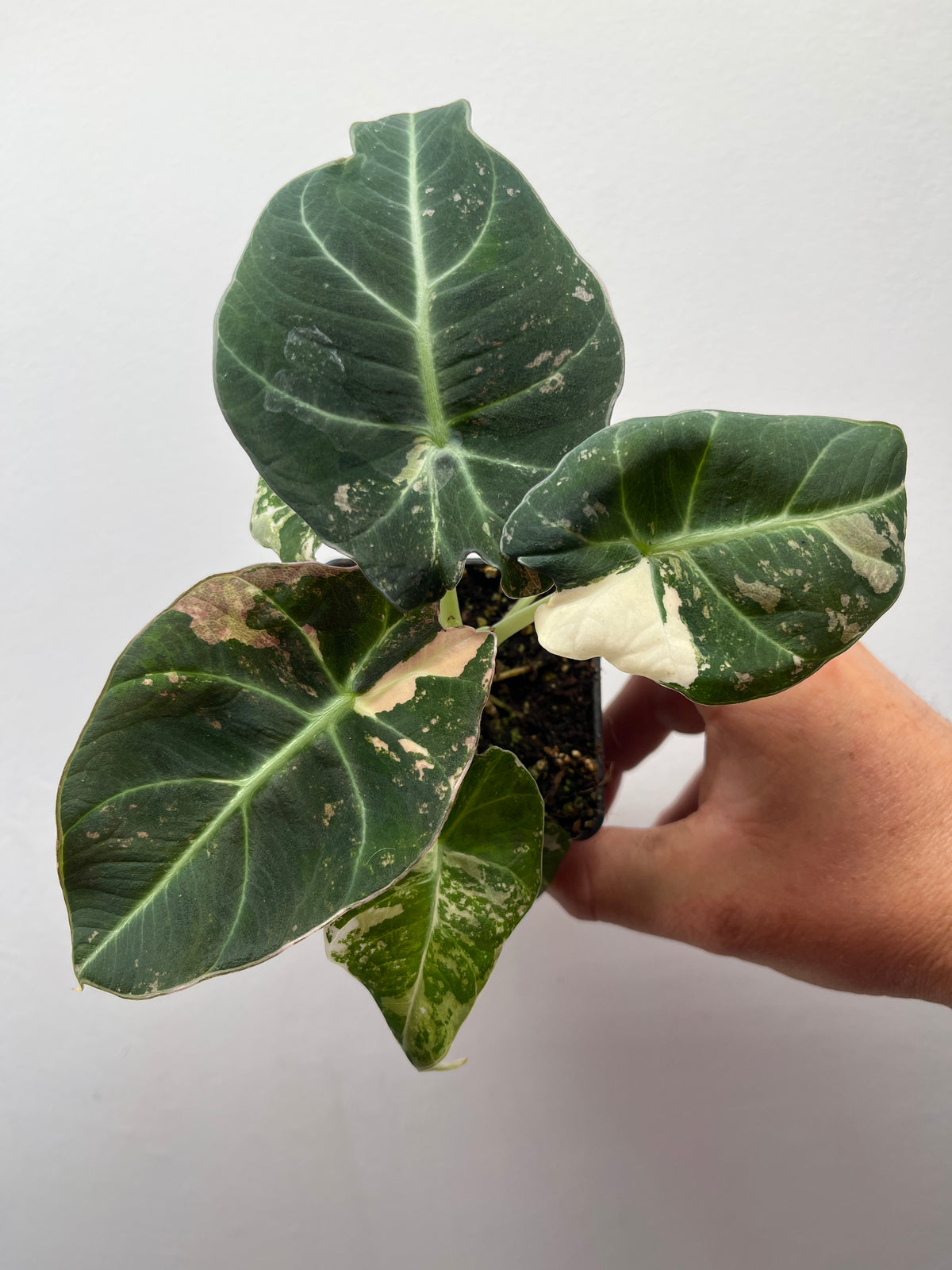 Alocasia Black Velvet Pink Variegated - Rare Aroid