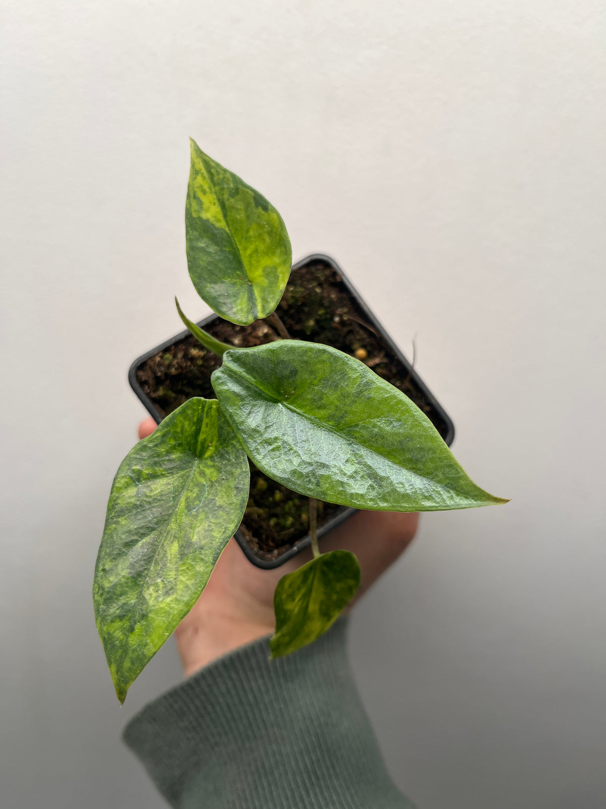 Alocasia Heterophylla 'Metallic Blue' Aurea Variegated