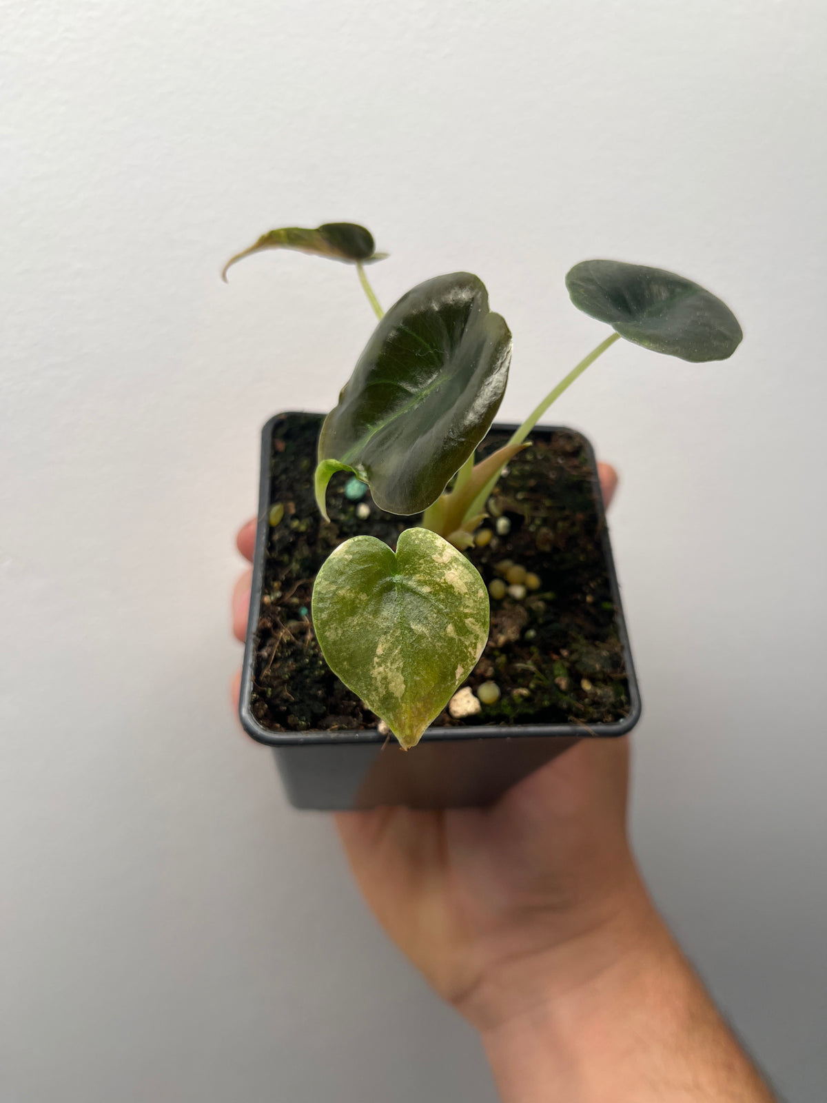 Alocasia Cuprea Latte Gold Aurea Variegated - Rare Aroid