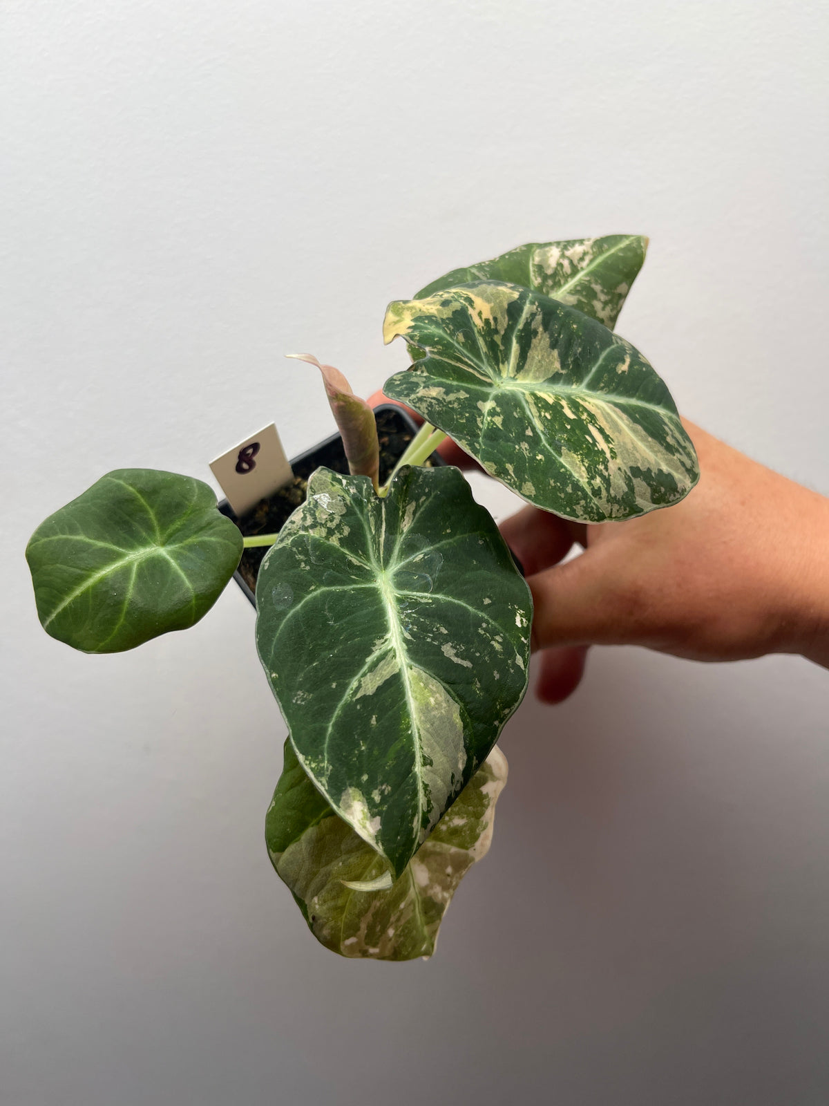 Alocasia Black Velvet Pink Variegated - Rare Aroid