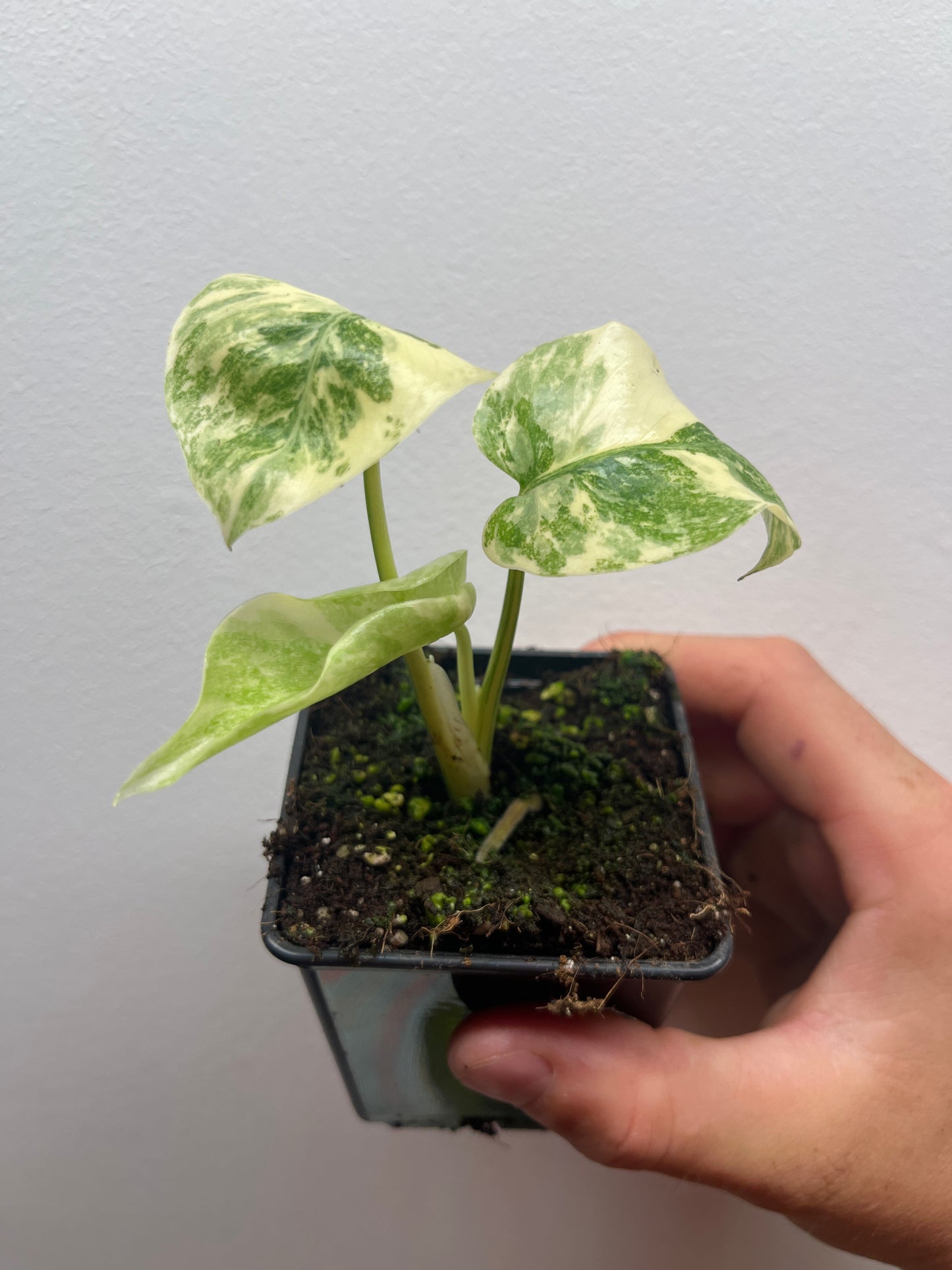 Monstera Legacy #2