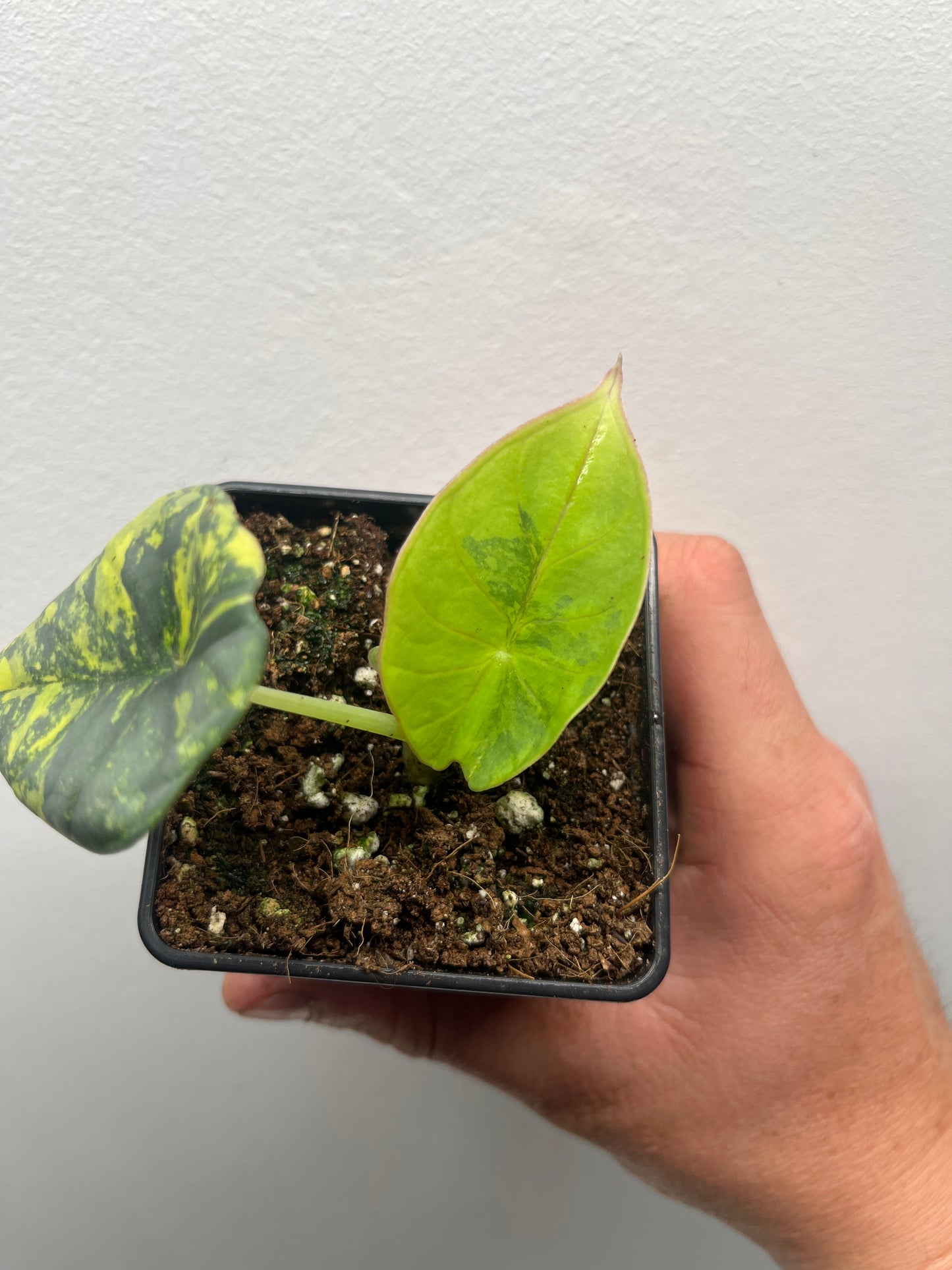 Alocasia Nebula aurea variegated #3