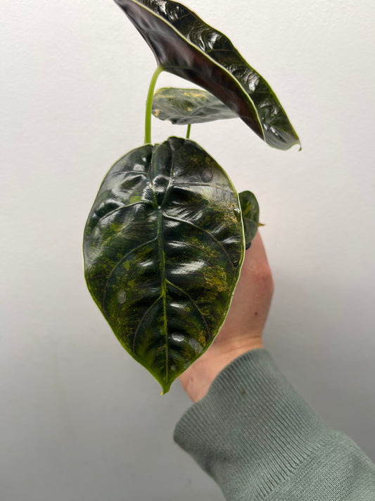 Alocasia Azlanii Aurea Variegated - Rare Aroid #3