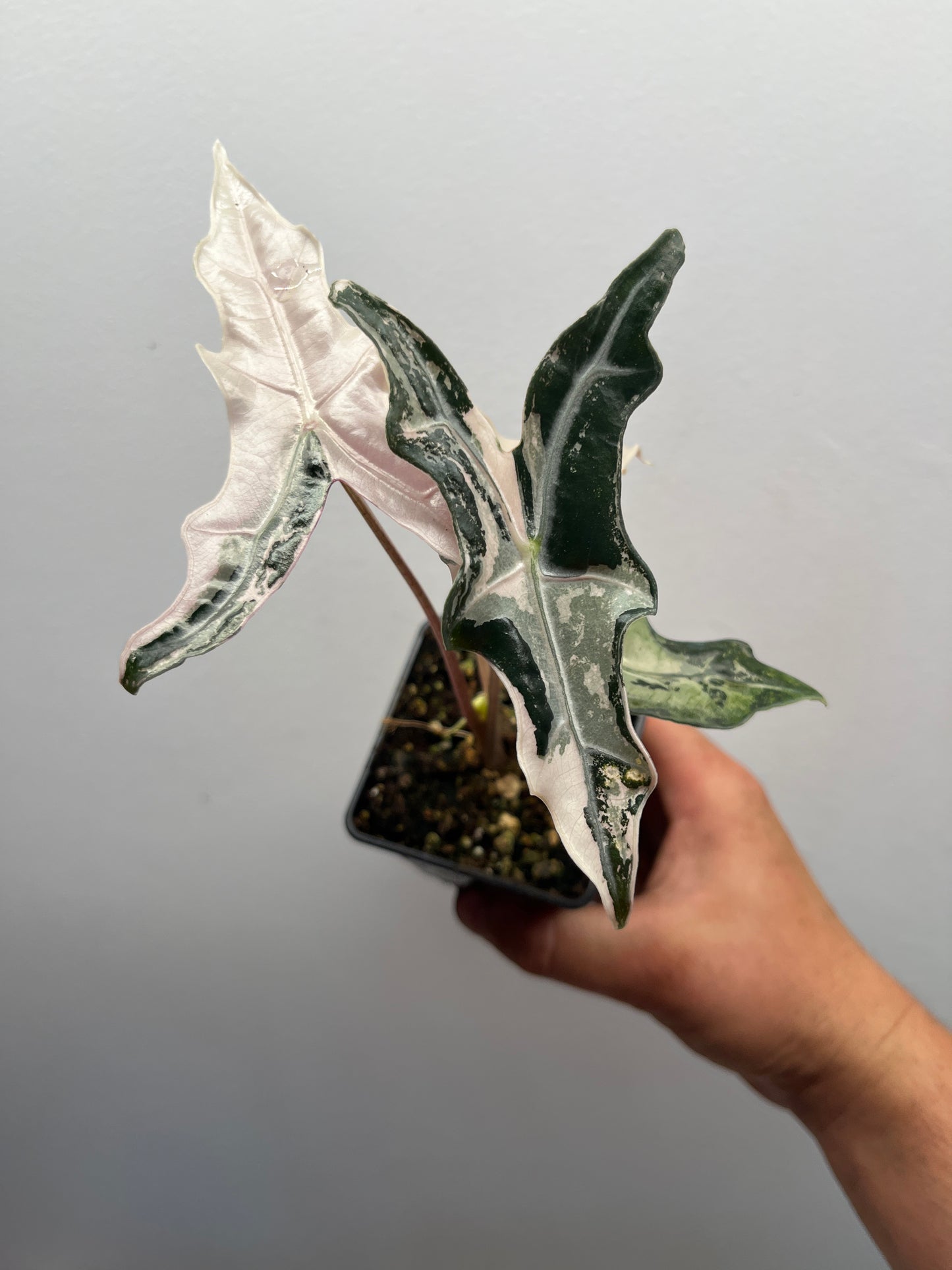 Alocasia Sanderiana 'Nobilis' Pink variegated #4