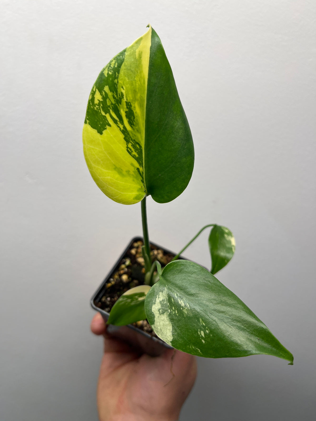 Monstera Deliciosa Lemon Pom Pom - Rare Variegated Monstera