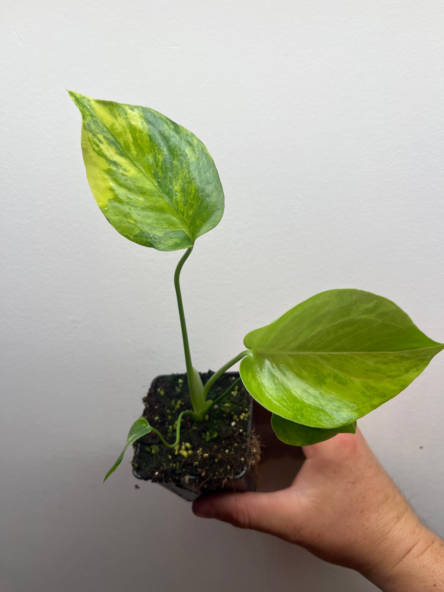Monstera Deliciosa Yellow Marilyn #3