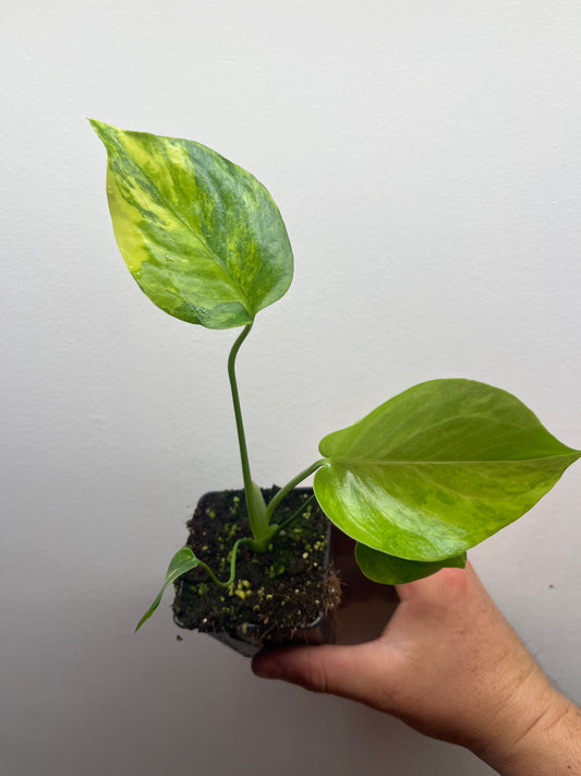 Monstera Deliciosa Yellow Marilyn #3