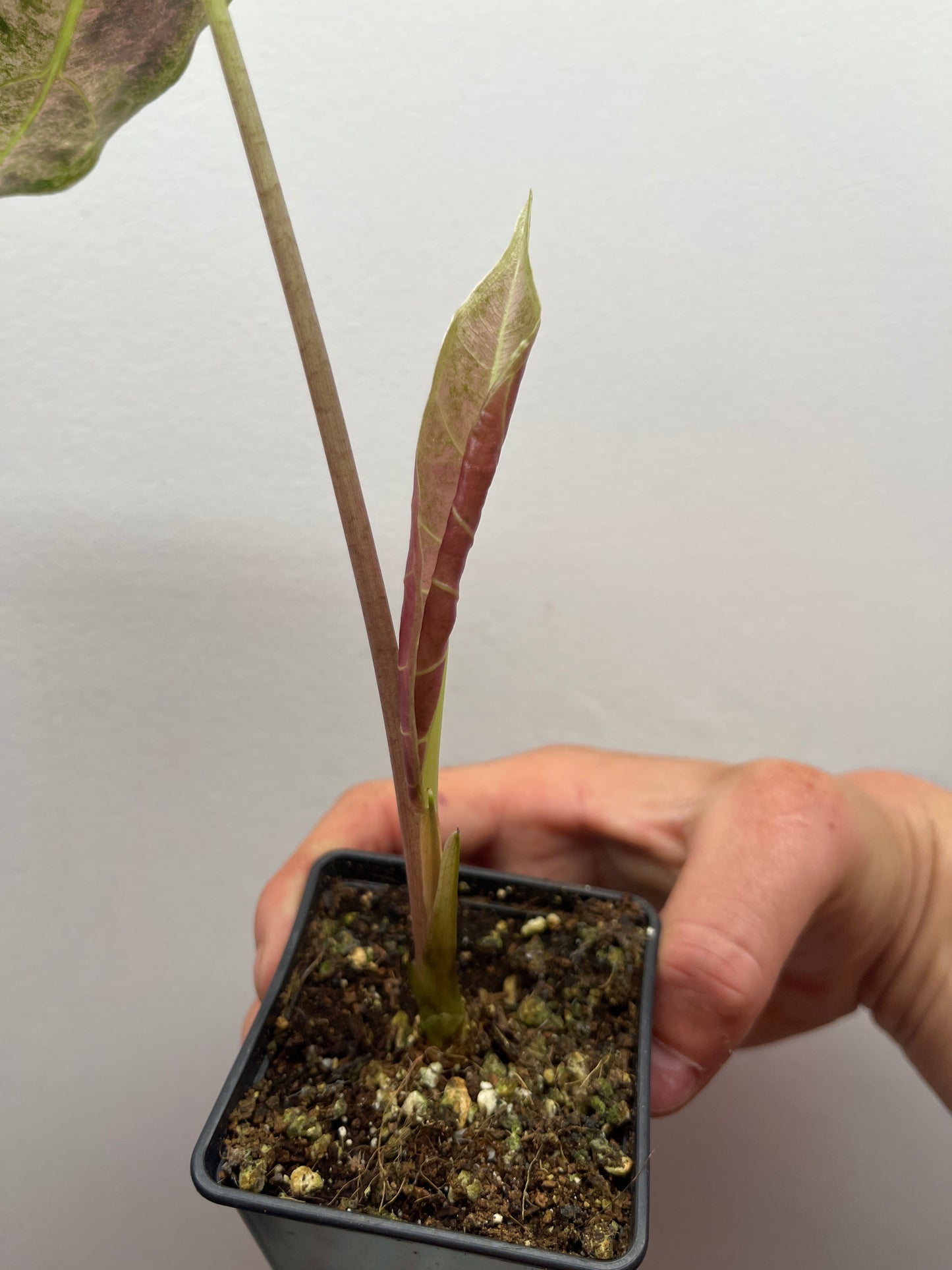 Alocasia Black Satun stardust variegated #3