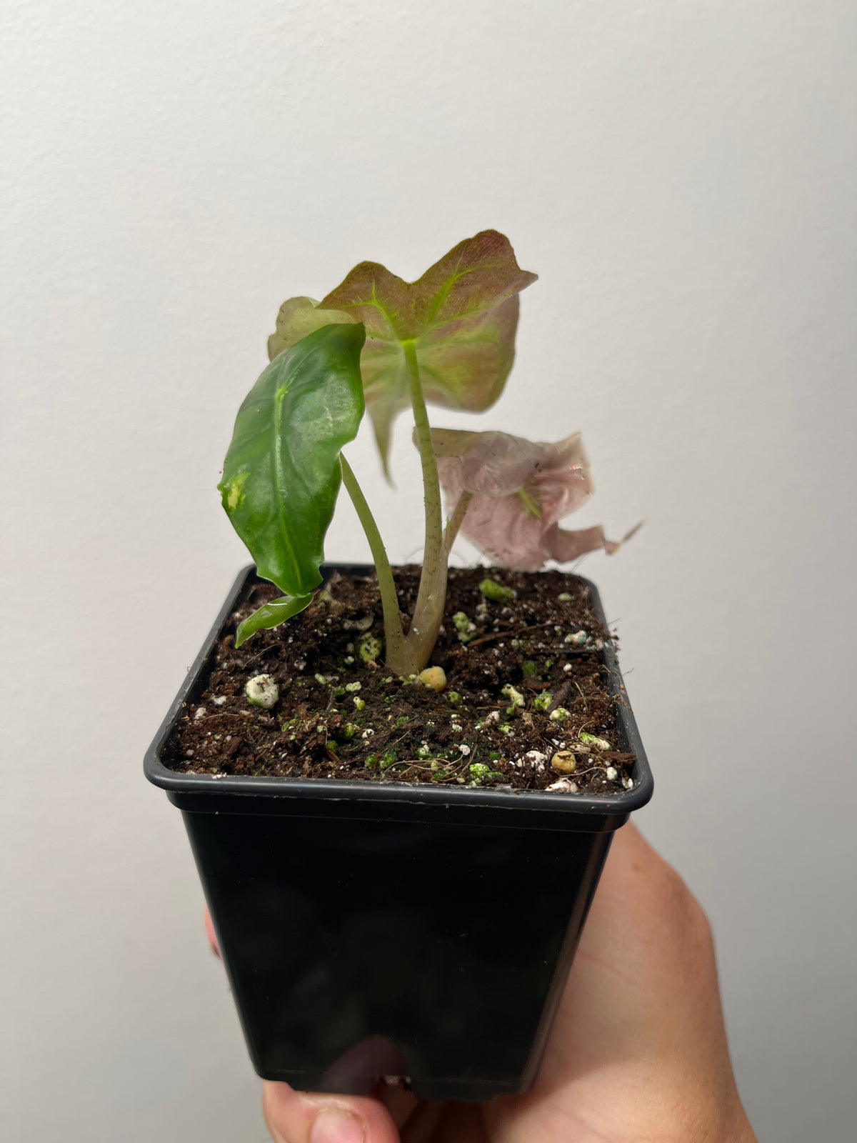 Alocasia Venom Pink/Albo Variegated - Rare Aroid