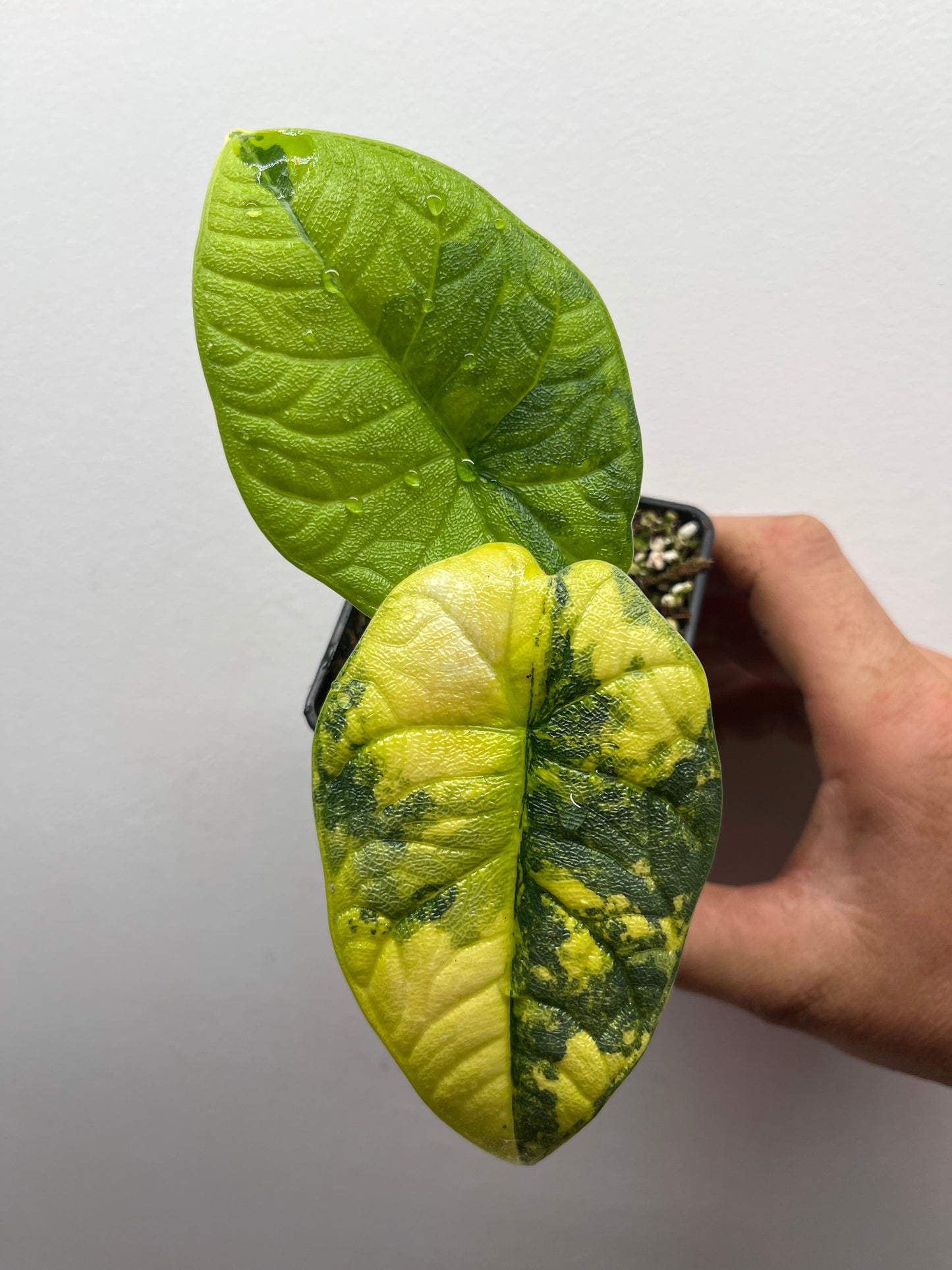 Alocasia Melo aurea variegated #2