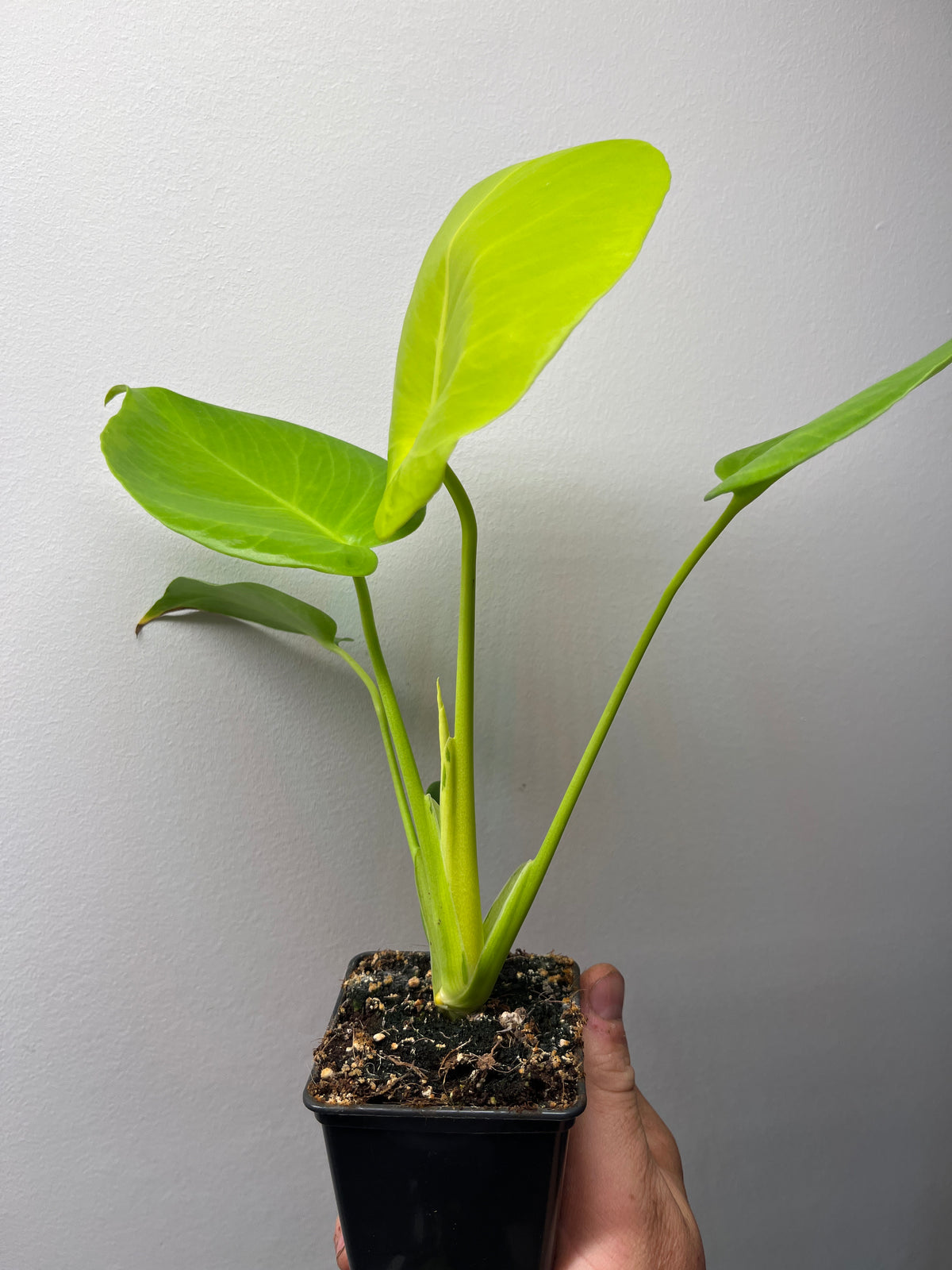 Monstera Deliciosa Lemon Lime Full Cheese - Rare Monstera #2