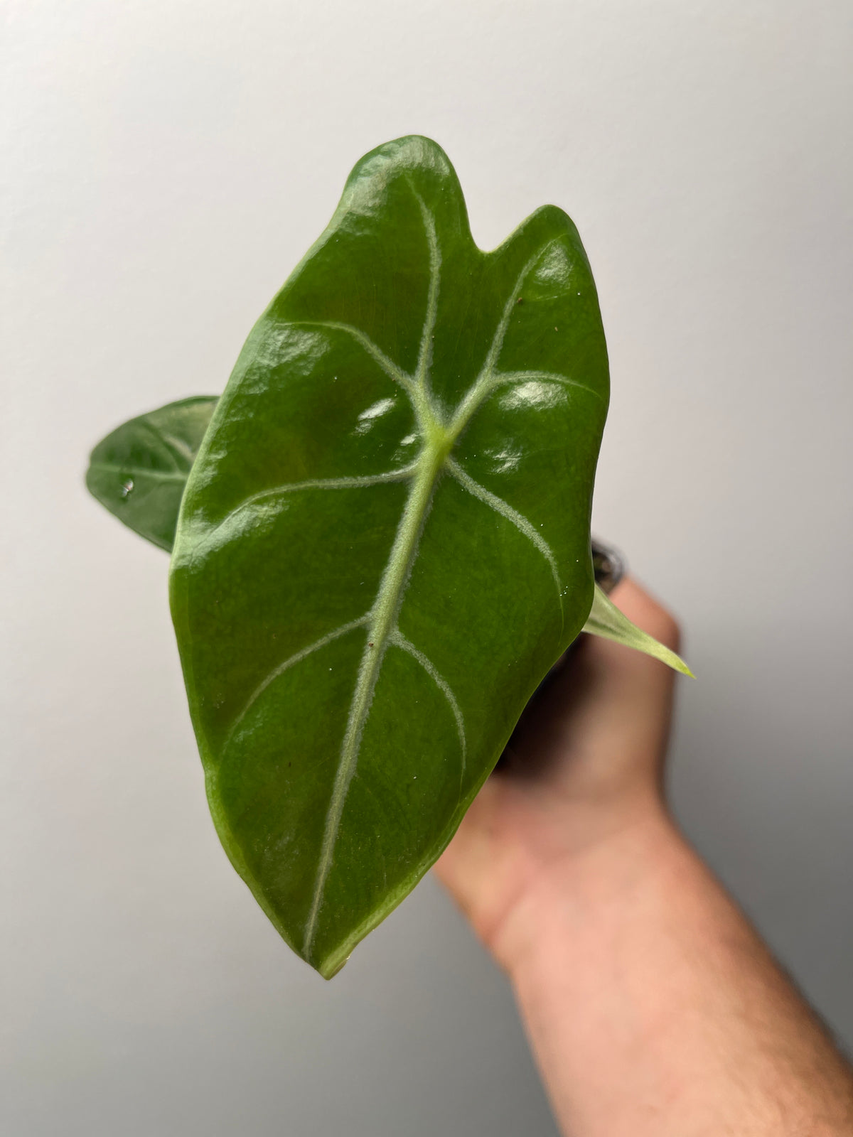 Alocasia Black Satun Pink Bone - Rare Variegated Aroid