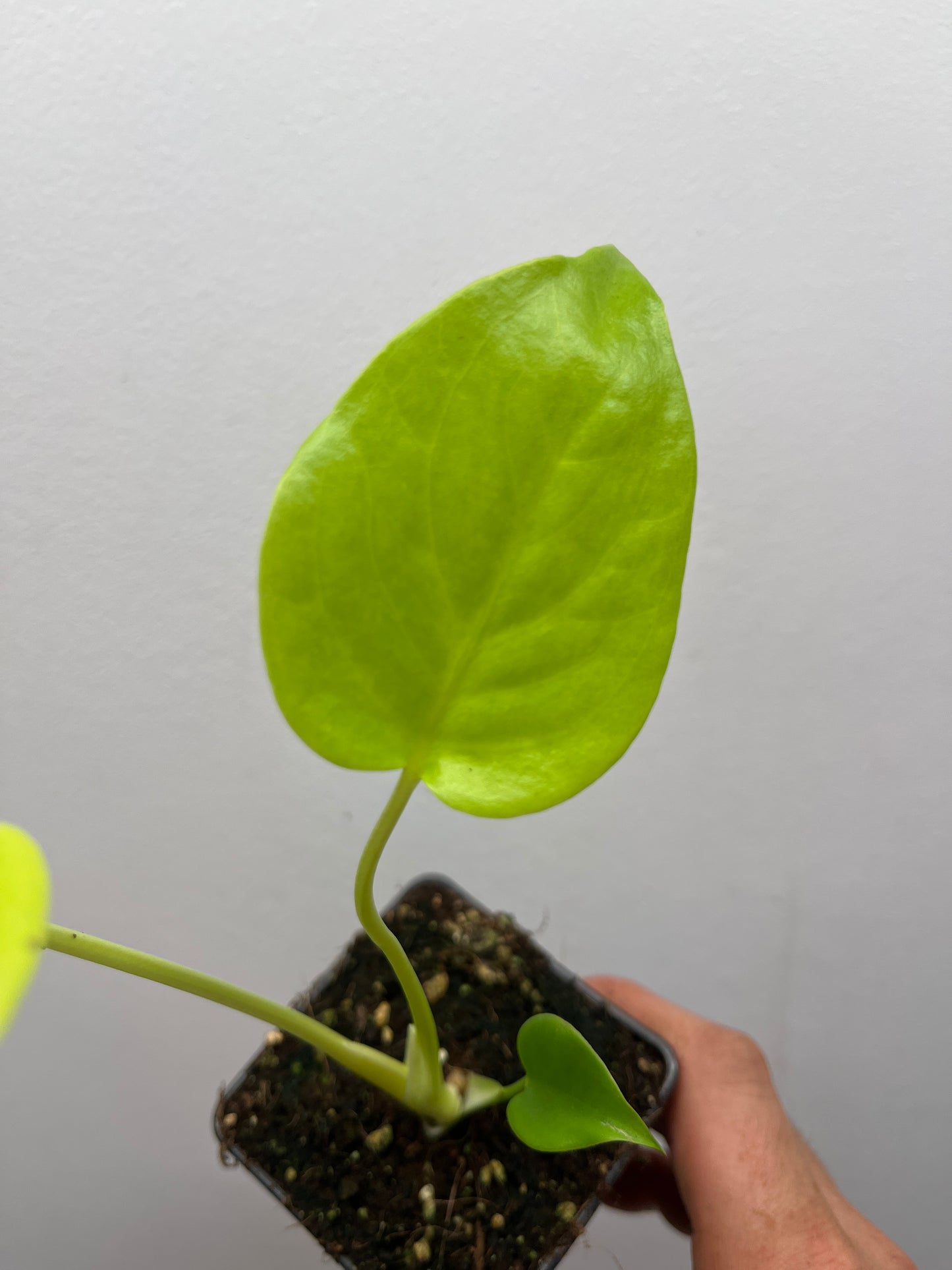Monstera Deliciosa Lemon Lime Full Cheese Variegated #2