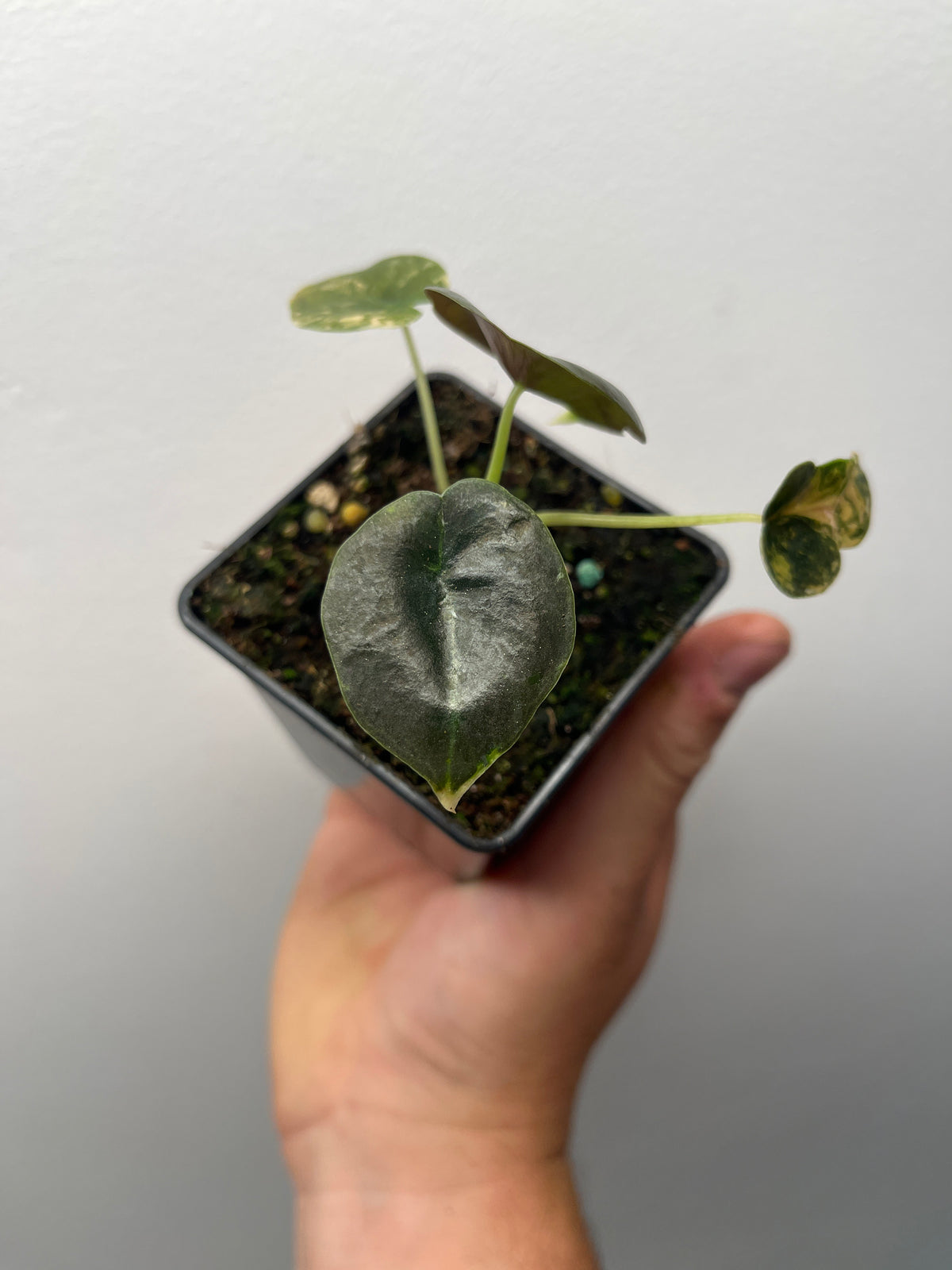 Alocasia Cuprea Latte Gold Aurea Variegated - Rare Aroid