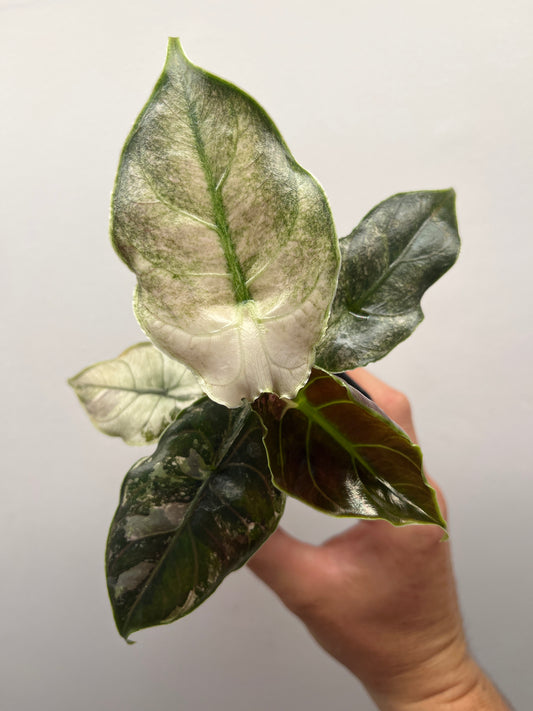 Alocasia Azlanii pink mint variegated #1