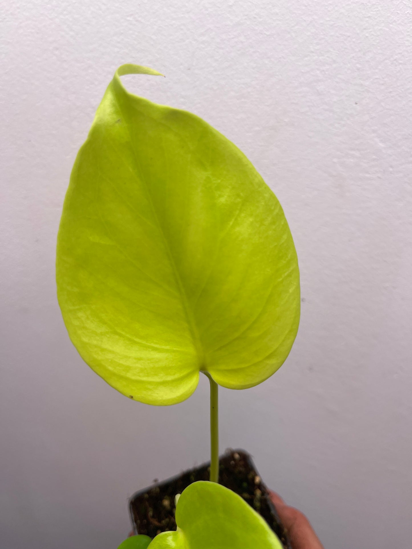 Monstera Deliciosa Lemon Lime Full Cheese Variegated #2