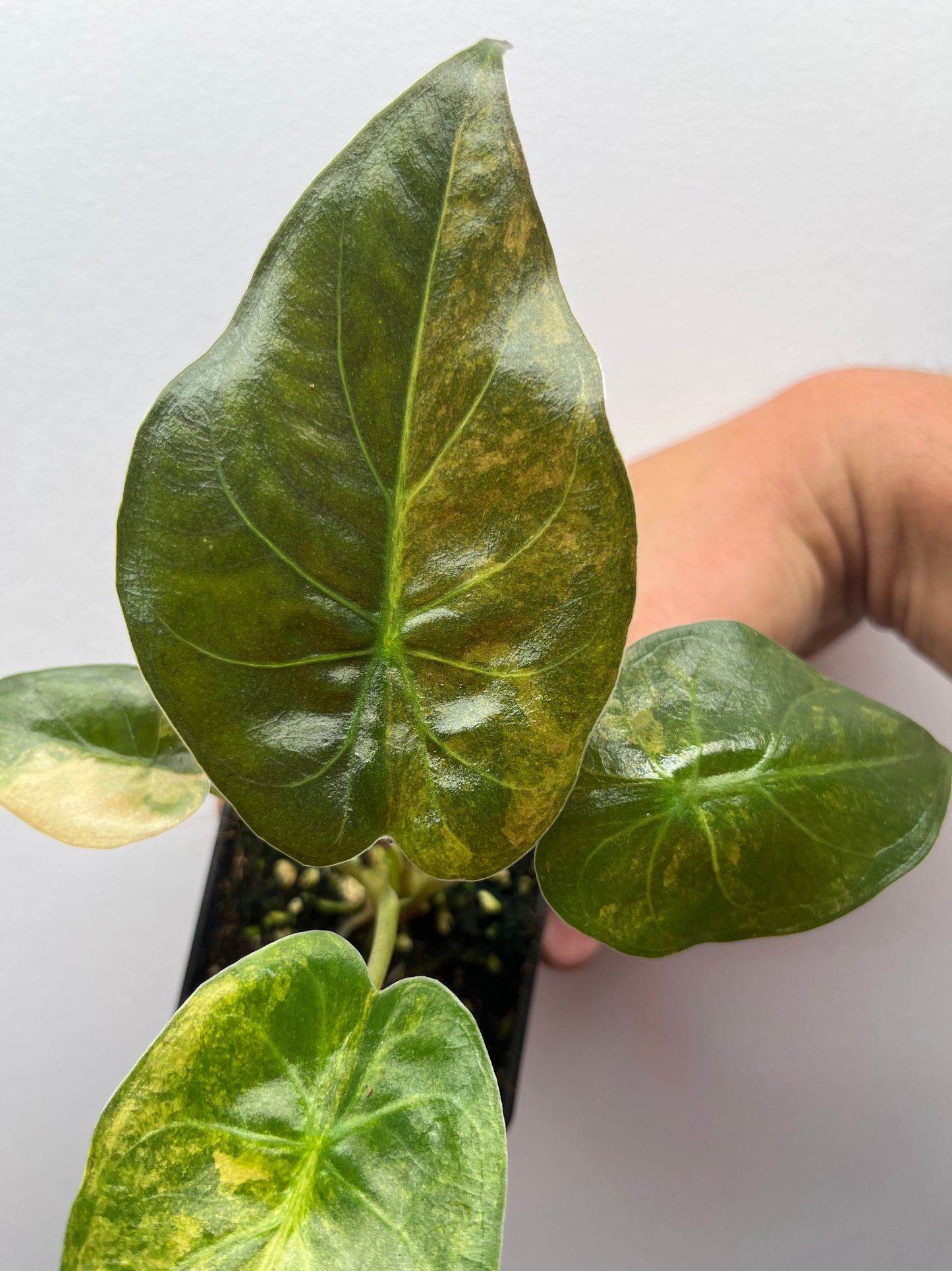 Alocasia Wentii aurea variegated