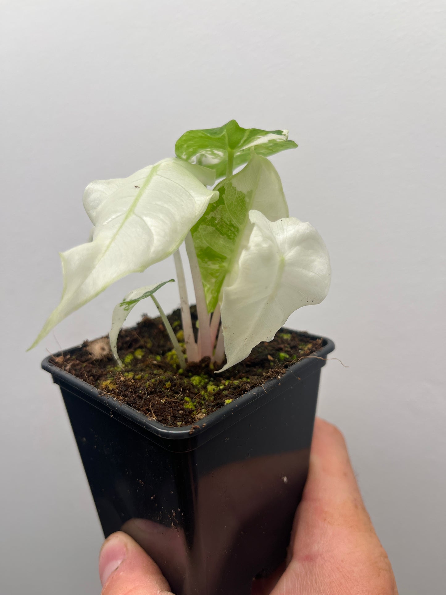 Alocasia Pink Dragon Albo variegated