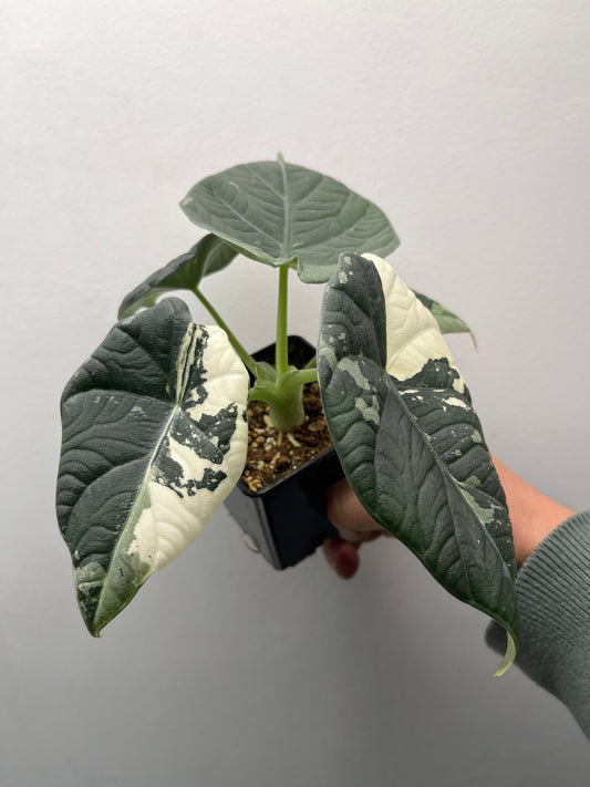 Alocasia Maharani Albo Variegated - Rare Variegated Aroid #1