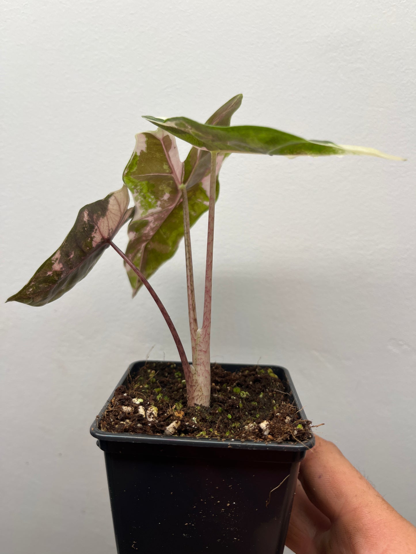 Alocasia pseudo Sanderiana pink variegated #3