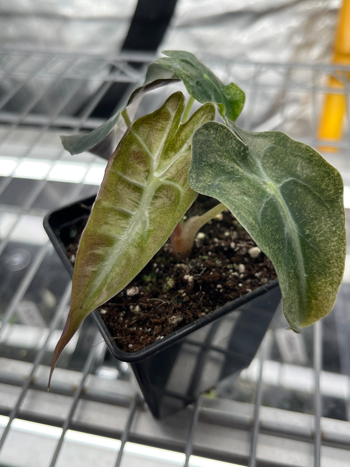 Alocasia Venom Pink/Albo Variegated - Rare Aroid #3