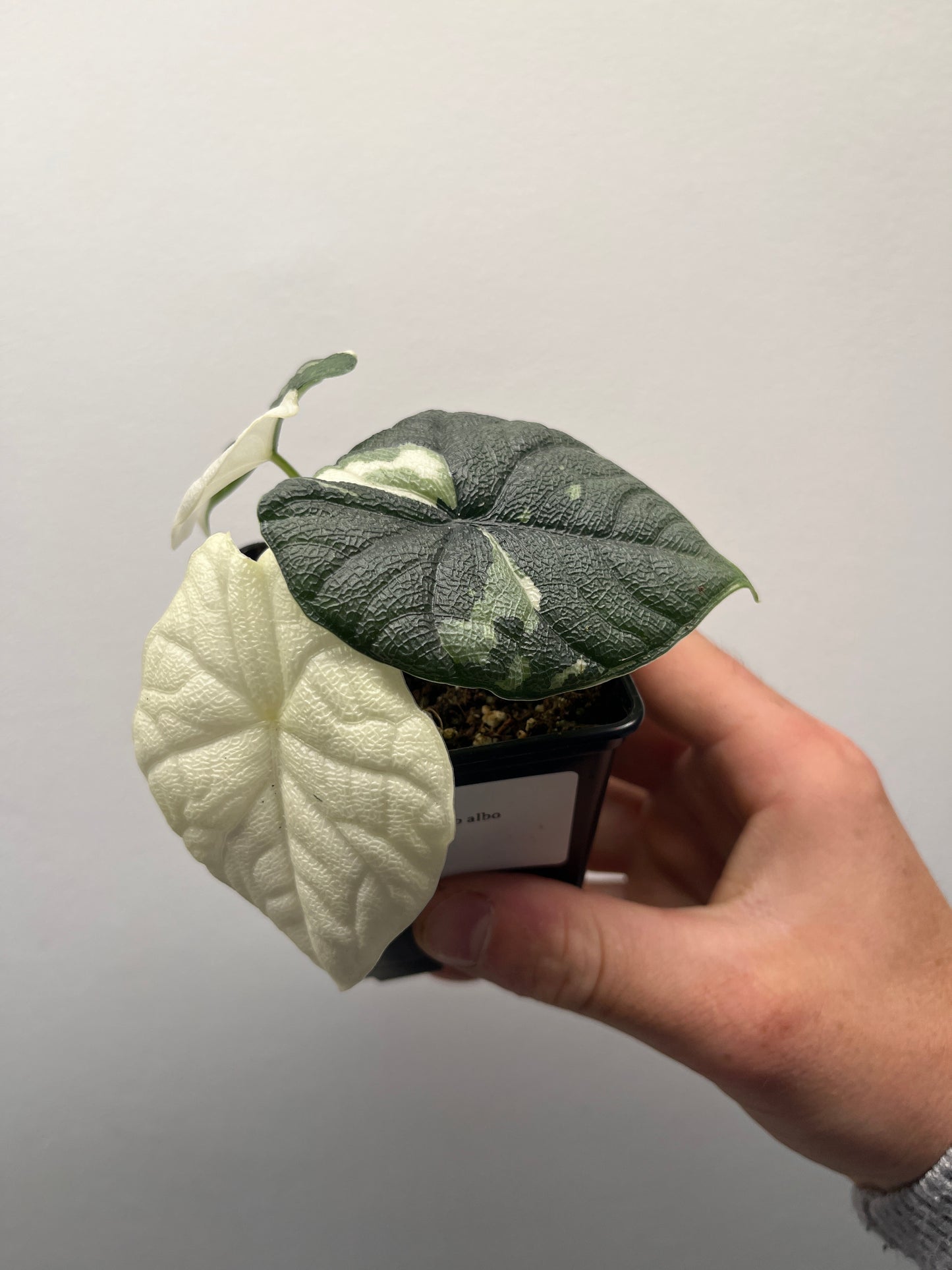 Alocasia Melo albo variegated #3