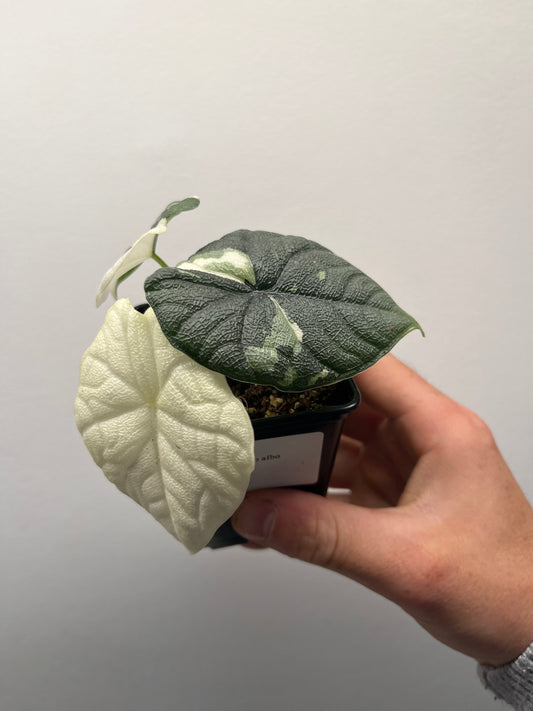 Alocasia Melo albo variegated #3