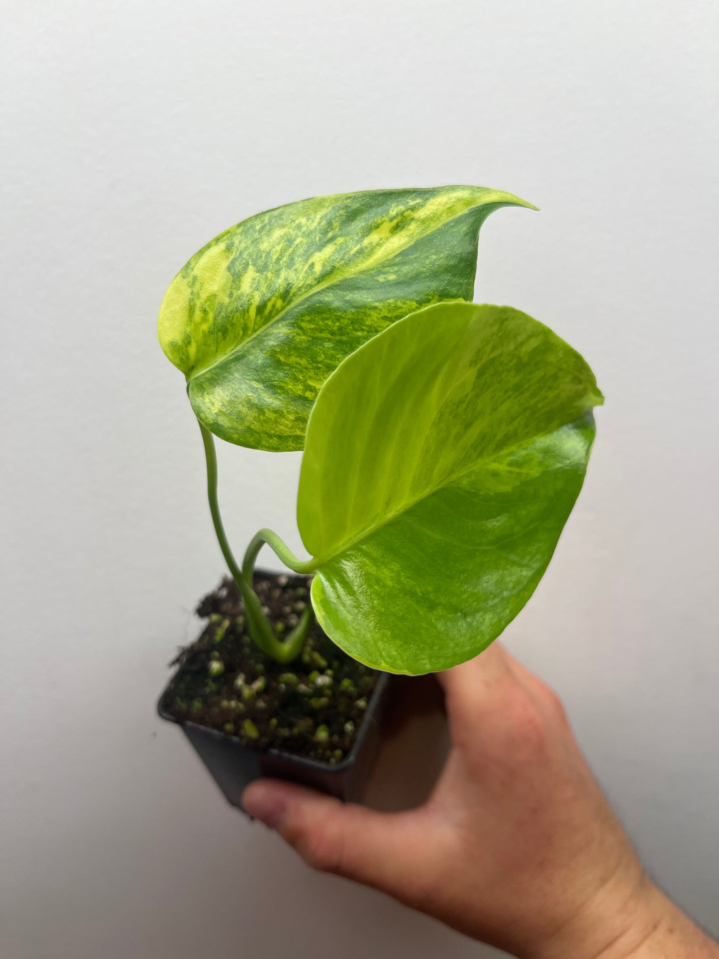 Monstera Deliciosa Yellow Marilyn #1