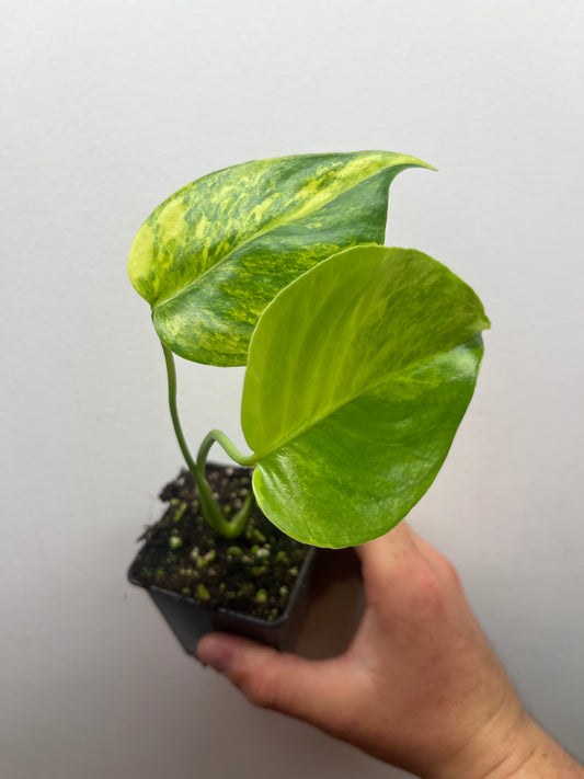 Monstera Deliciosa Yellow Marilyn #1
