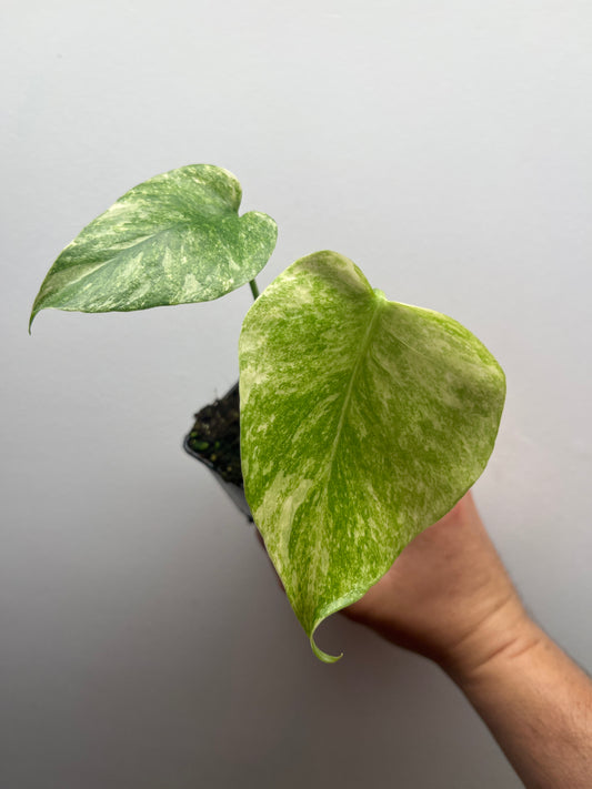 Monstera Legacy #1