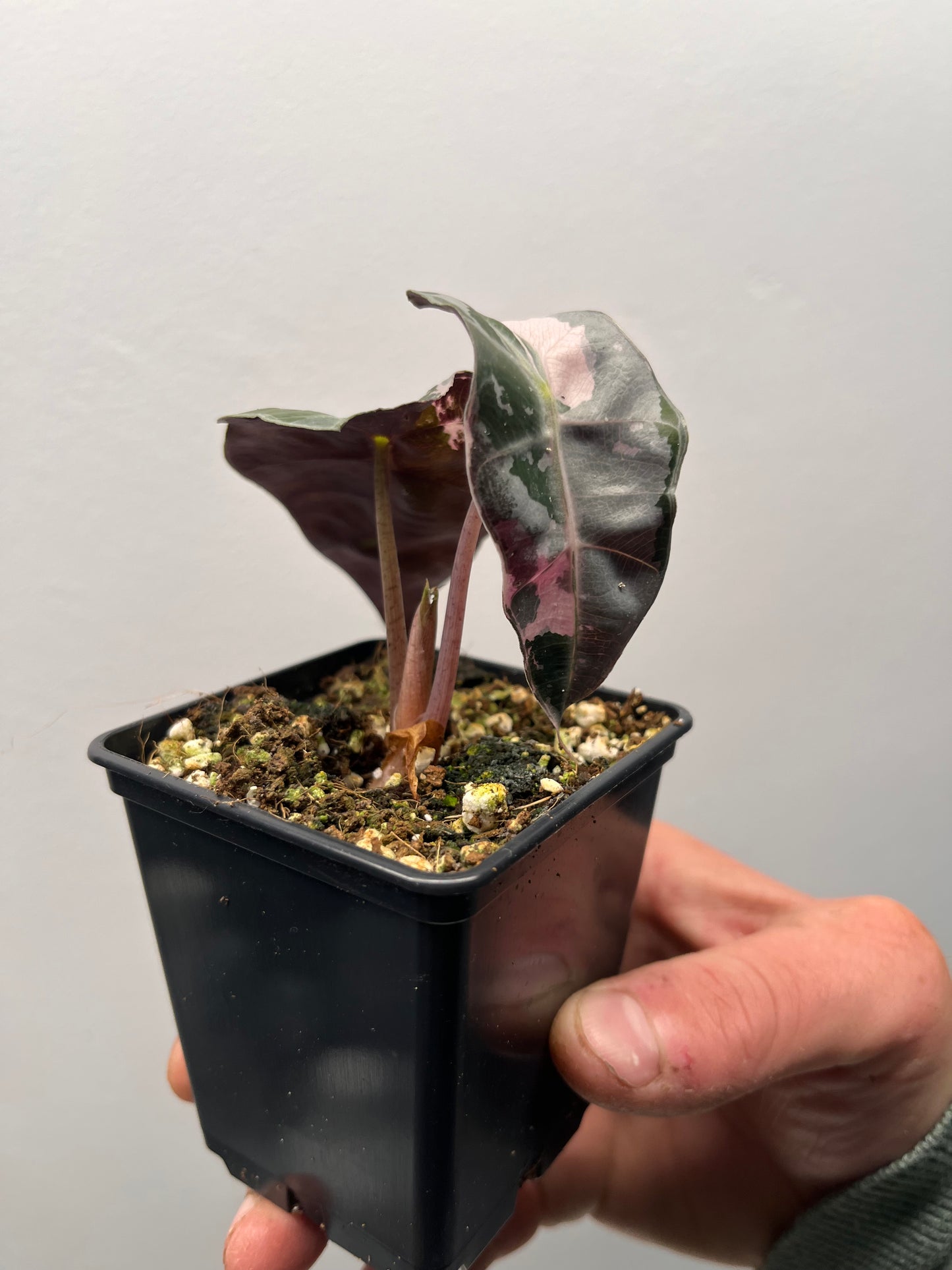 Alocasia Polly pink variegated #1