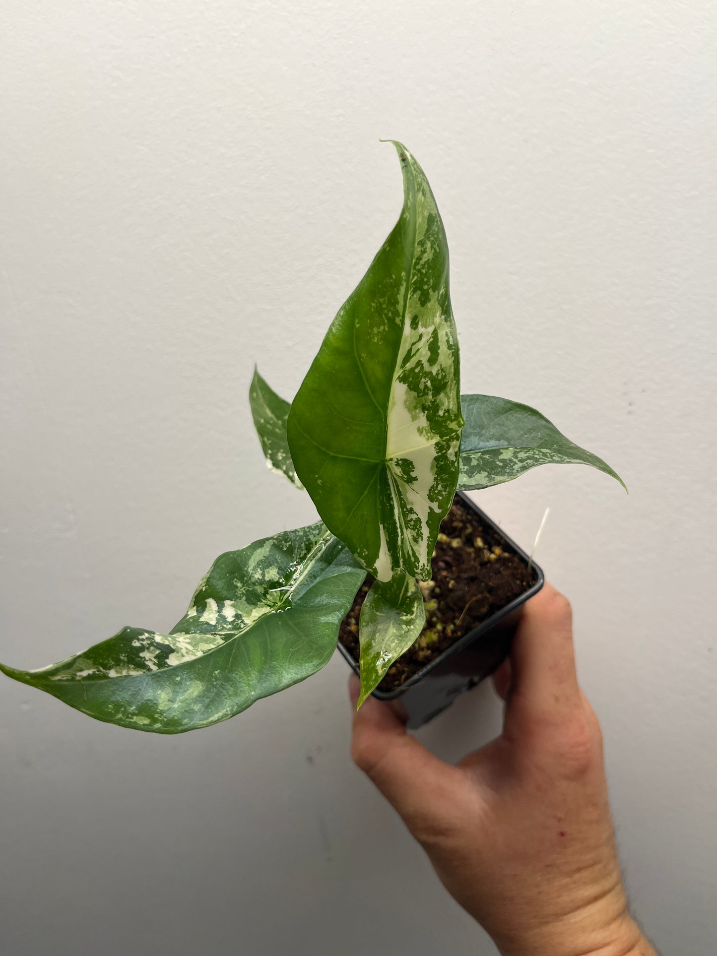 Alocasia Simpo albo variegated #1