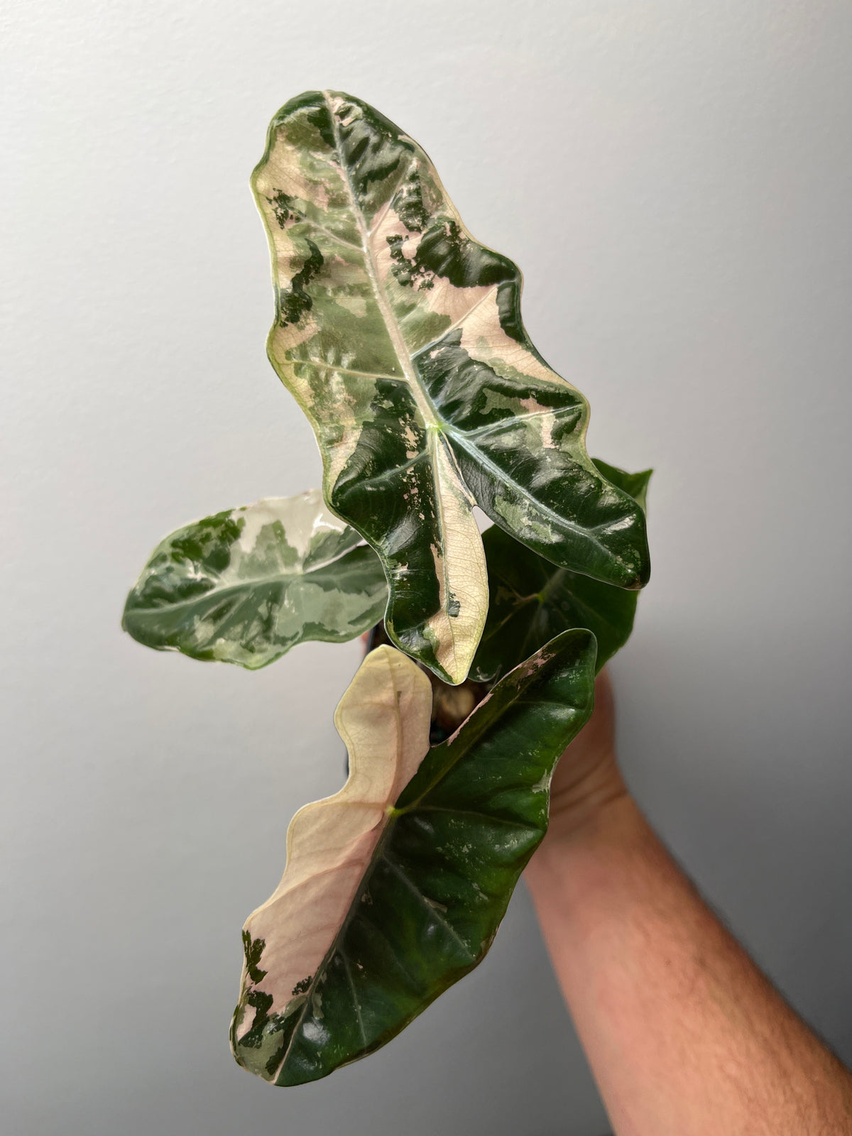 Alocasia Pseudo Sanderiana Pink Variegated - Rare Aroid #1