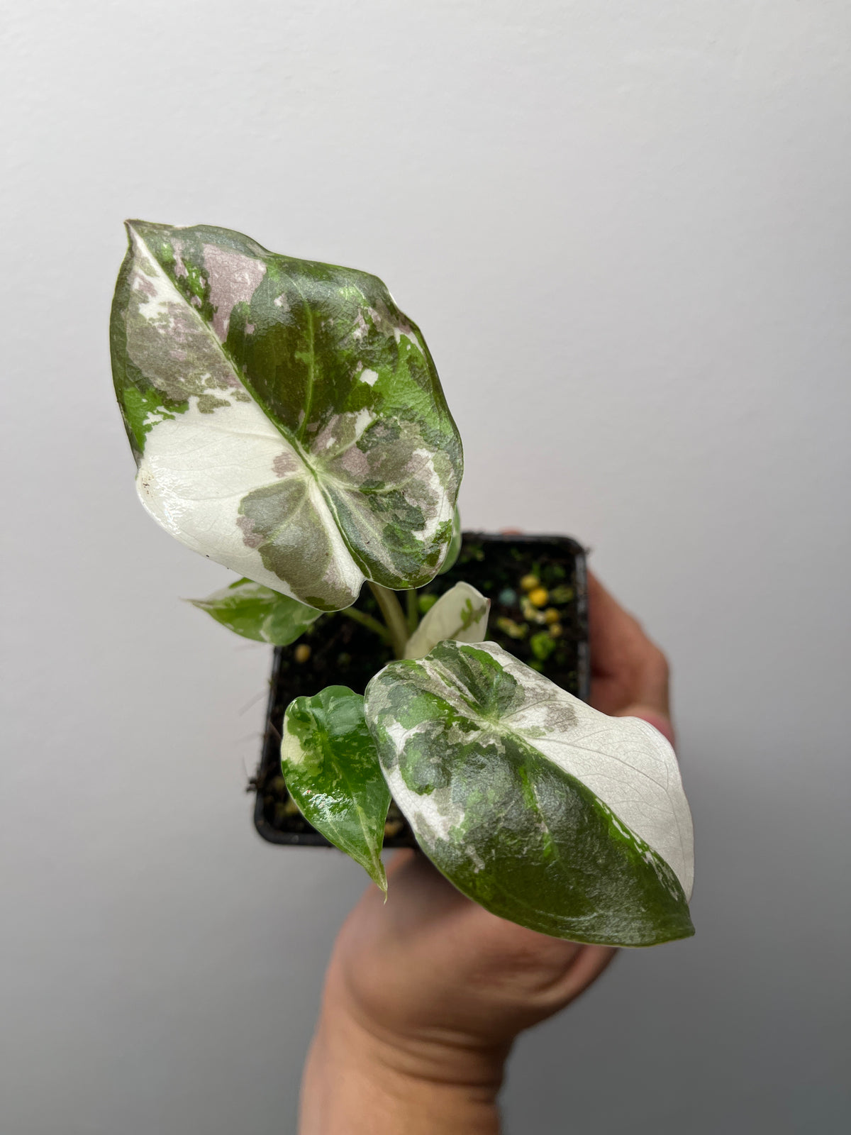 Alocasia Wentii Pink Variegated - Rare Variegated Aroid