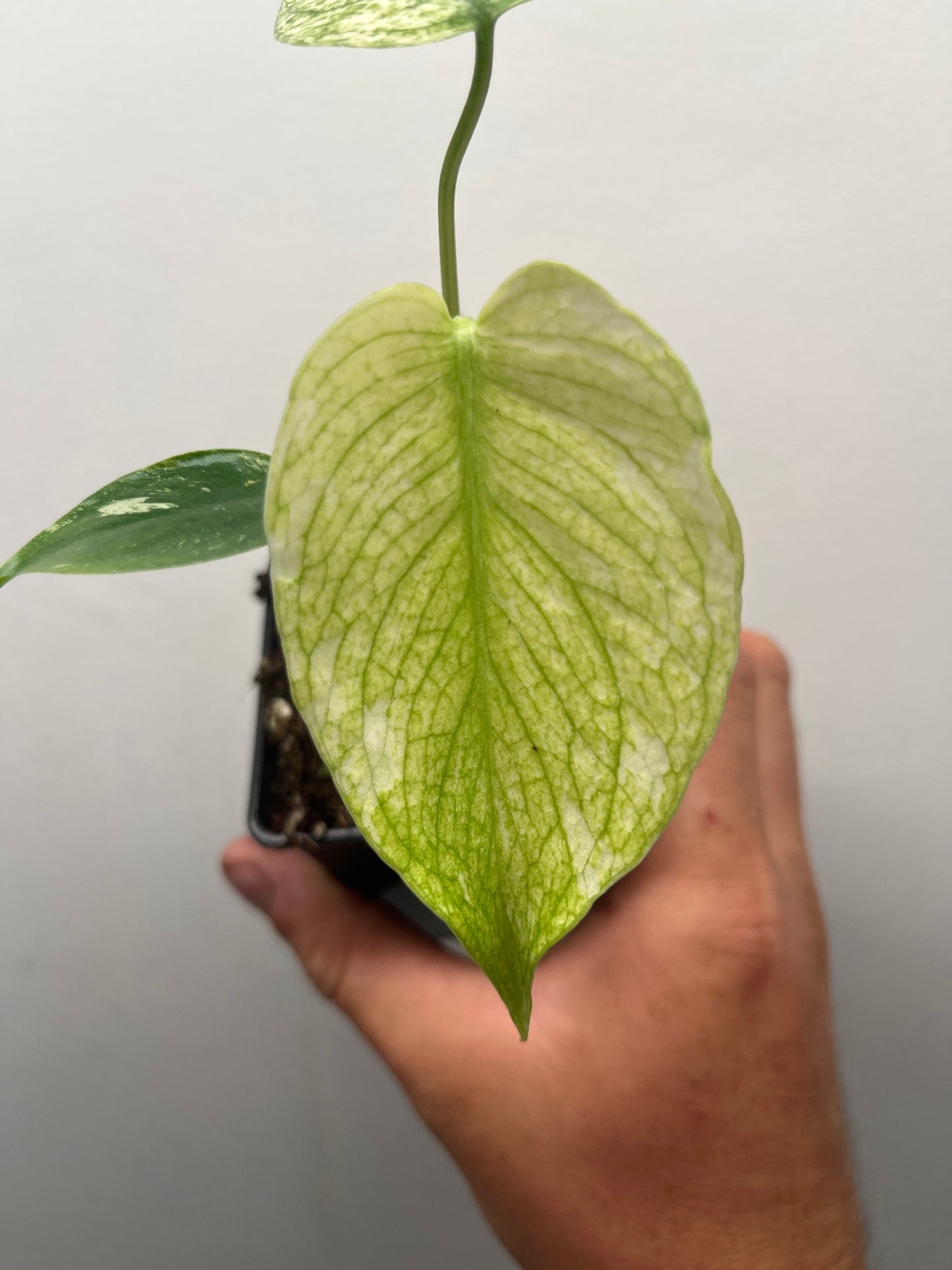 Monstera Deliciosa White Monster