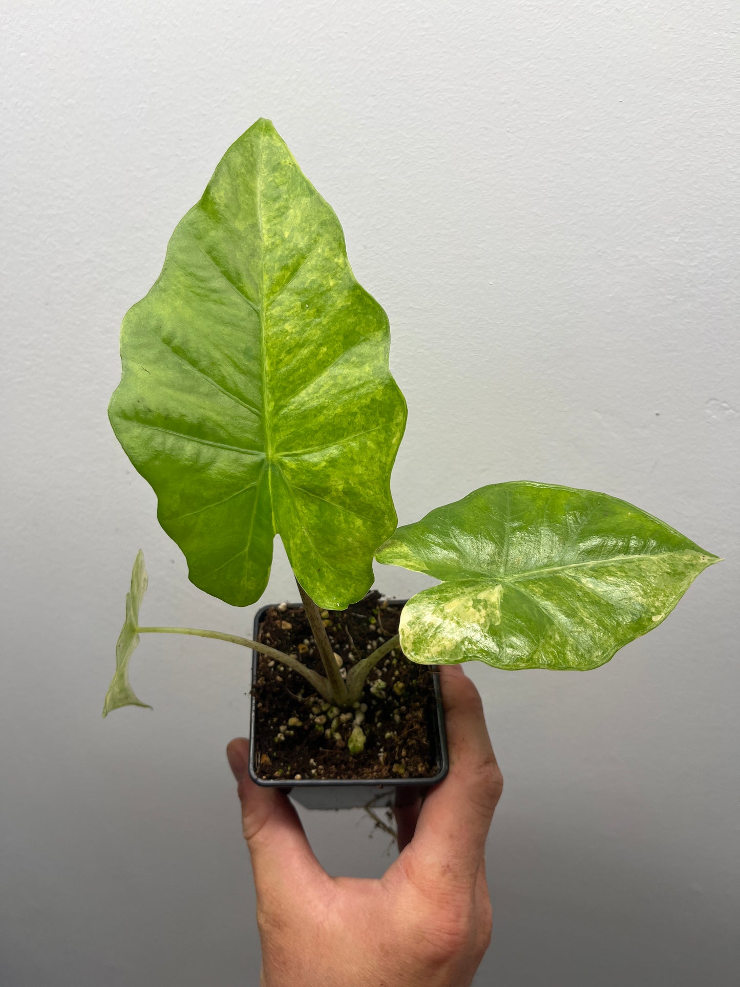 Alocasia Portora Aurea variegated #1