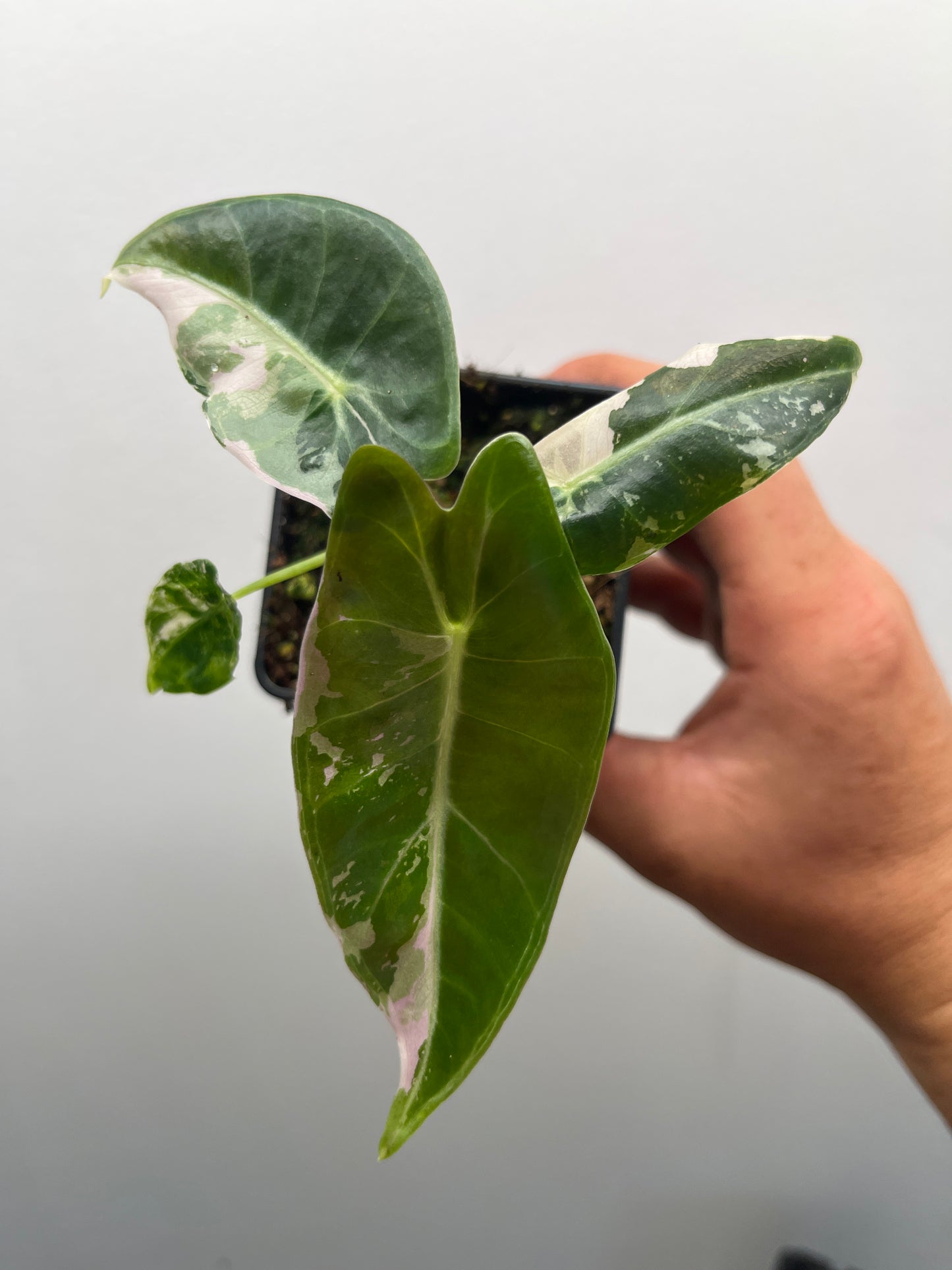 Alocasia Black Satun pink variegated #2 🦄