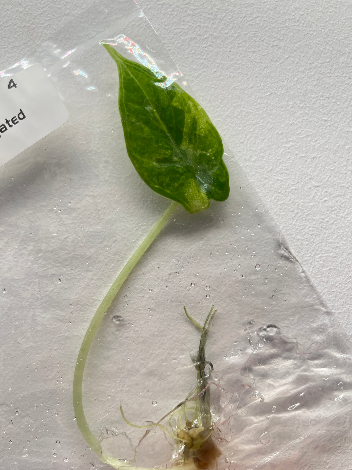 Alocasia Dragon Scale Aurea Variegated - Rare TC Plant