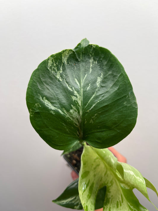 Monstera Deliciosa Bulbasaur