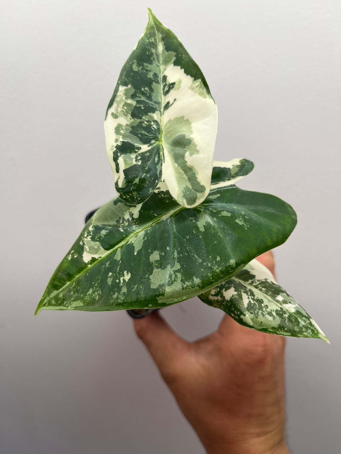 Alocasia Frydek