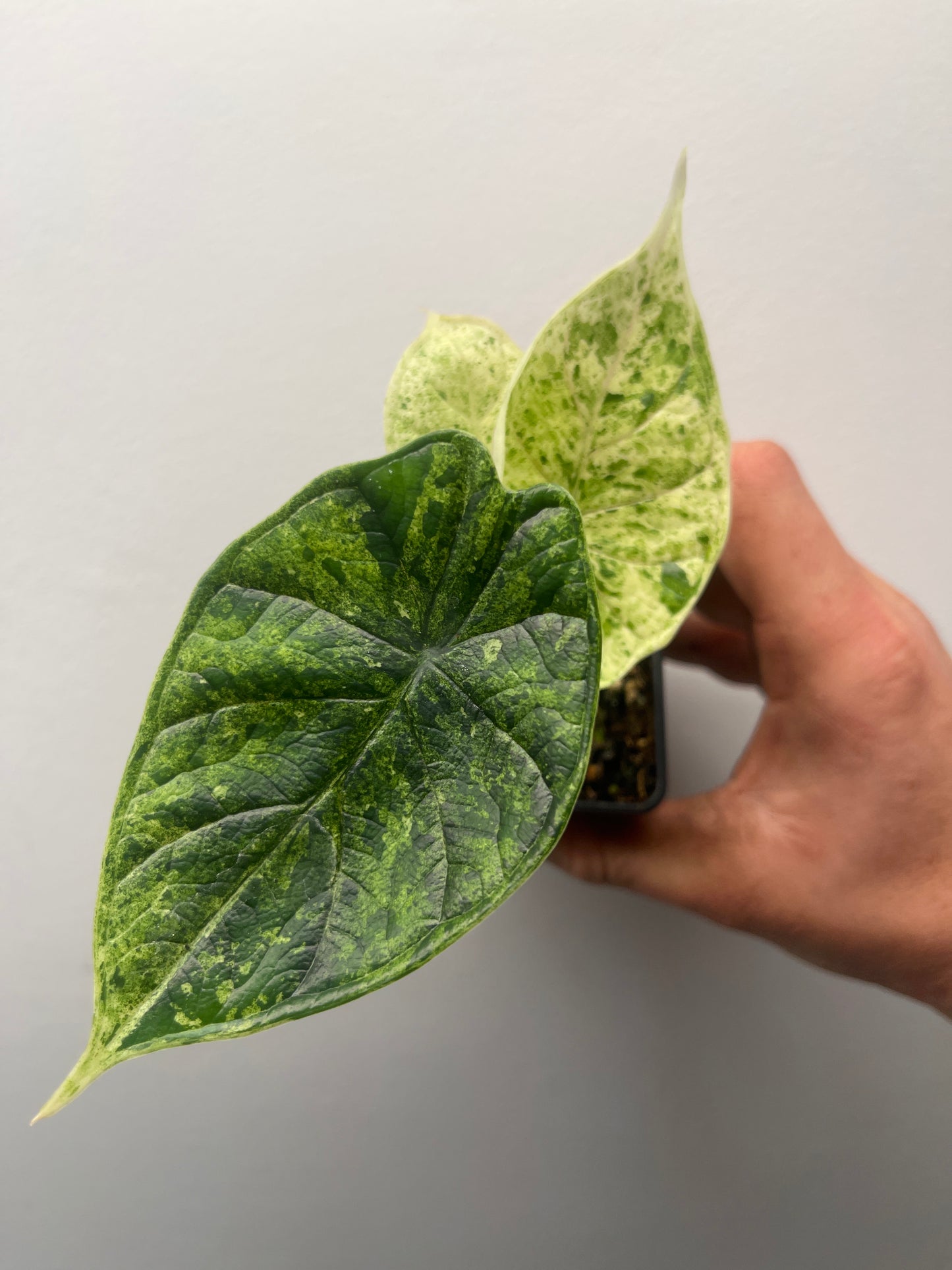 Alocasia Dragon scale mint variegated